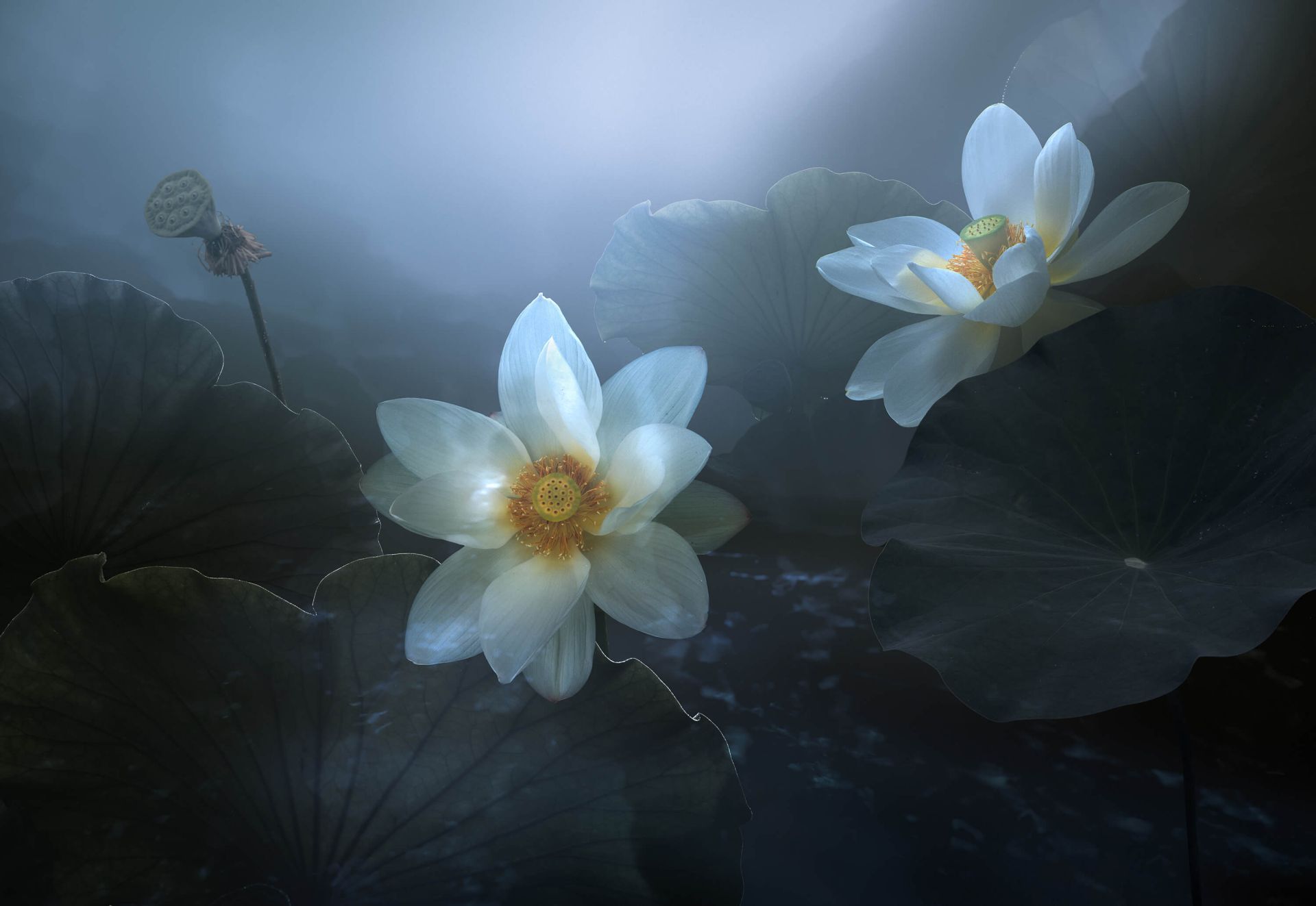 Fantasy Lotus