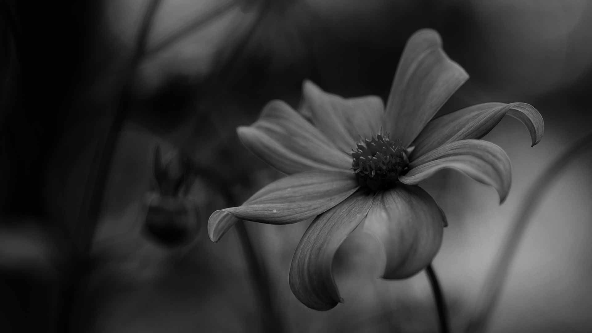 Black and white flower - Black and white
