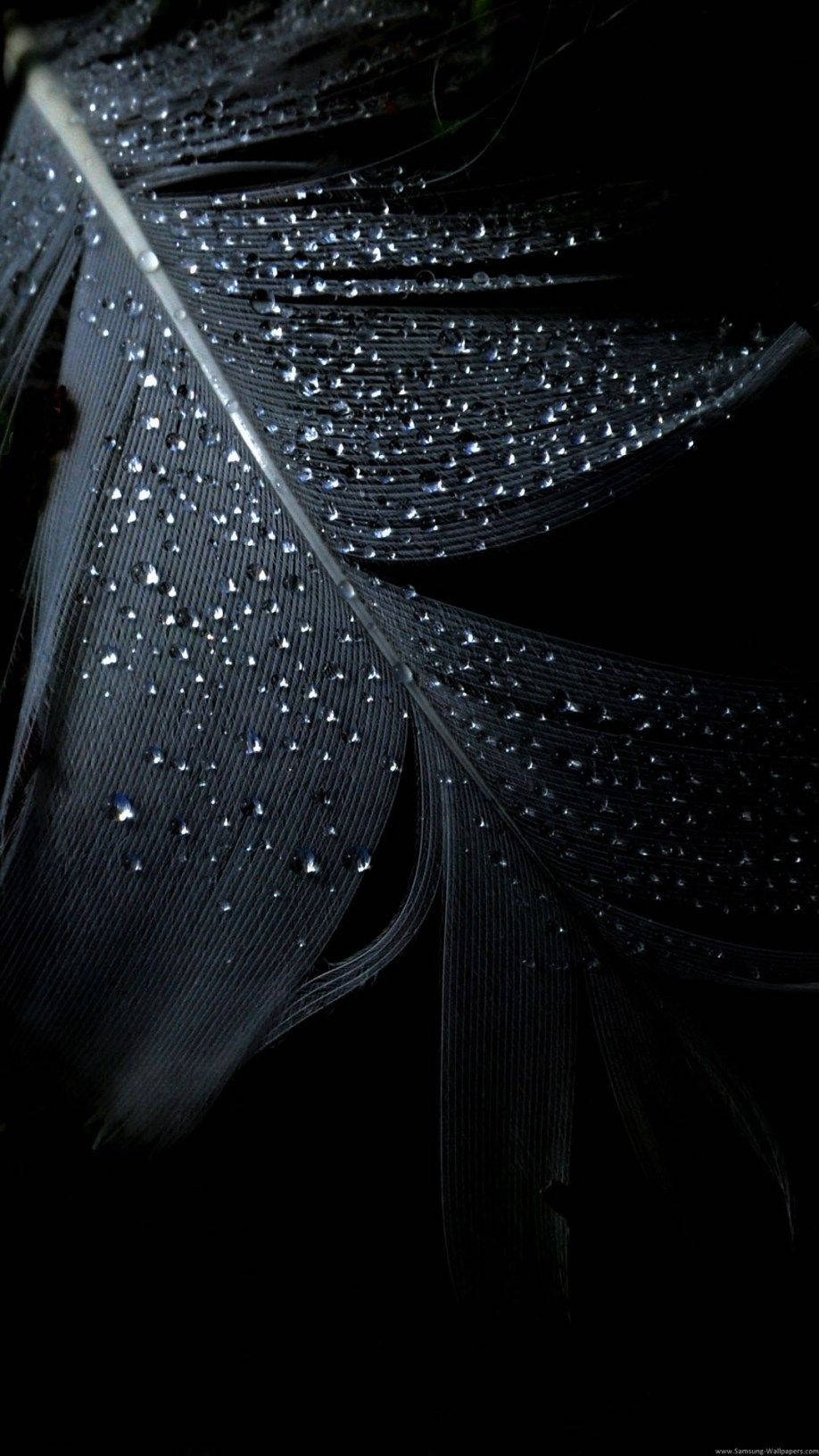 A black feather with water droplets on it - Dark phone