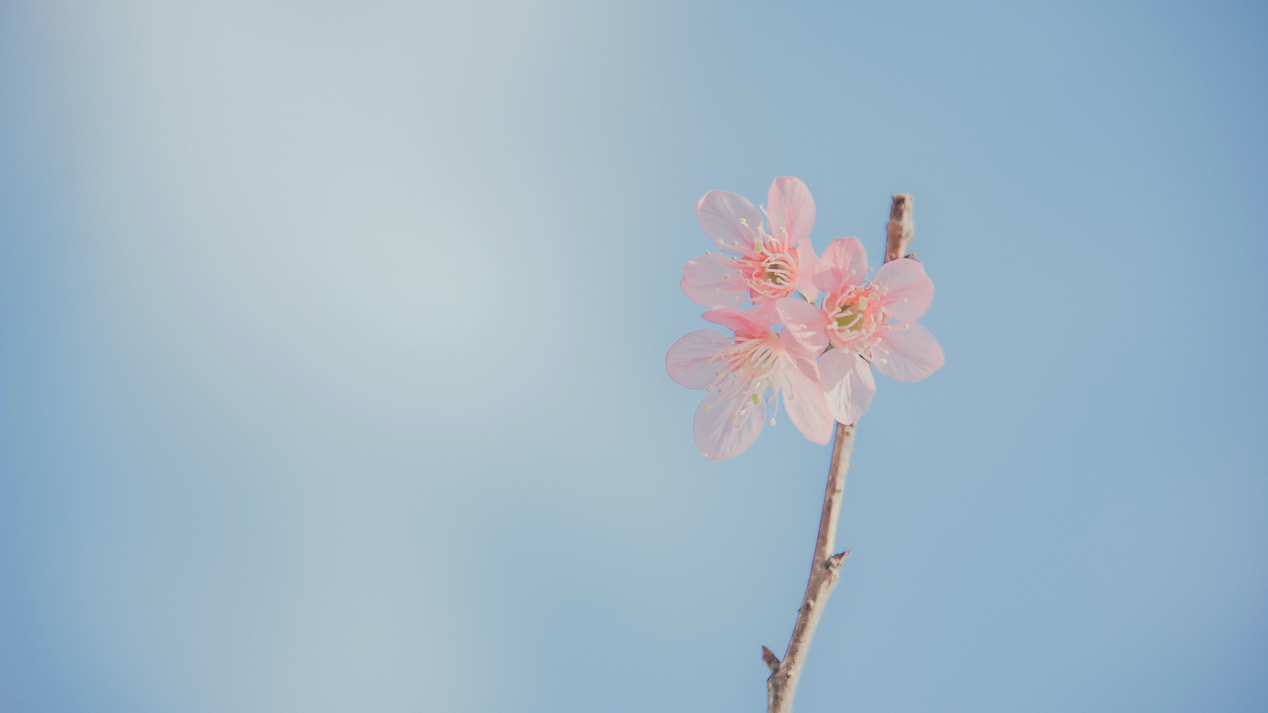 A single pink flower on a branch against a blue sky - Desktop, pastel minimalist, pastel