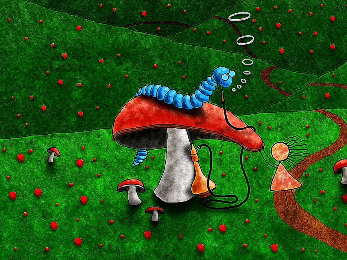 Mushroom wallpaper HD. Download Free background