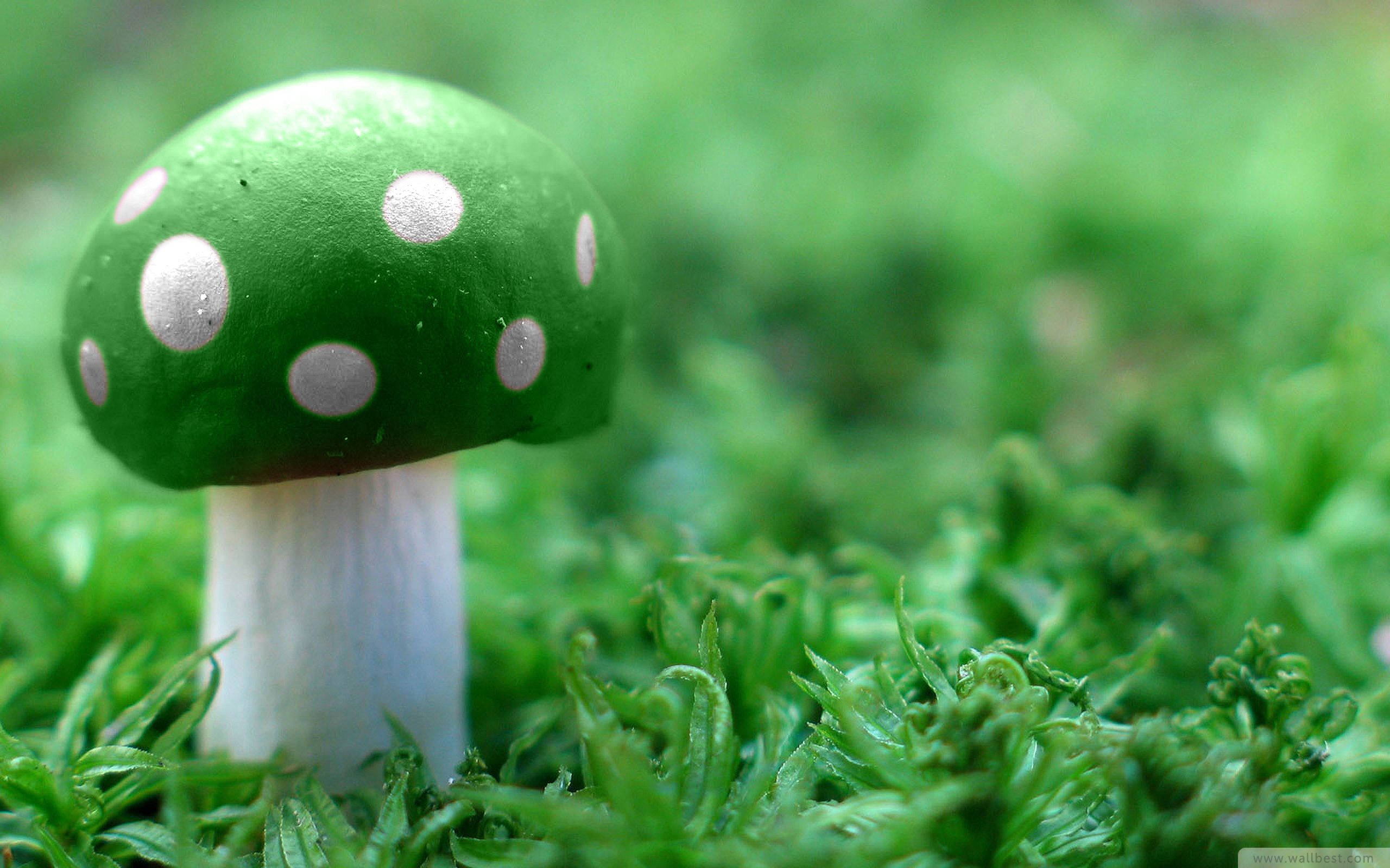 Green Mushroom