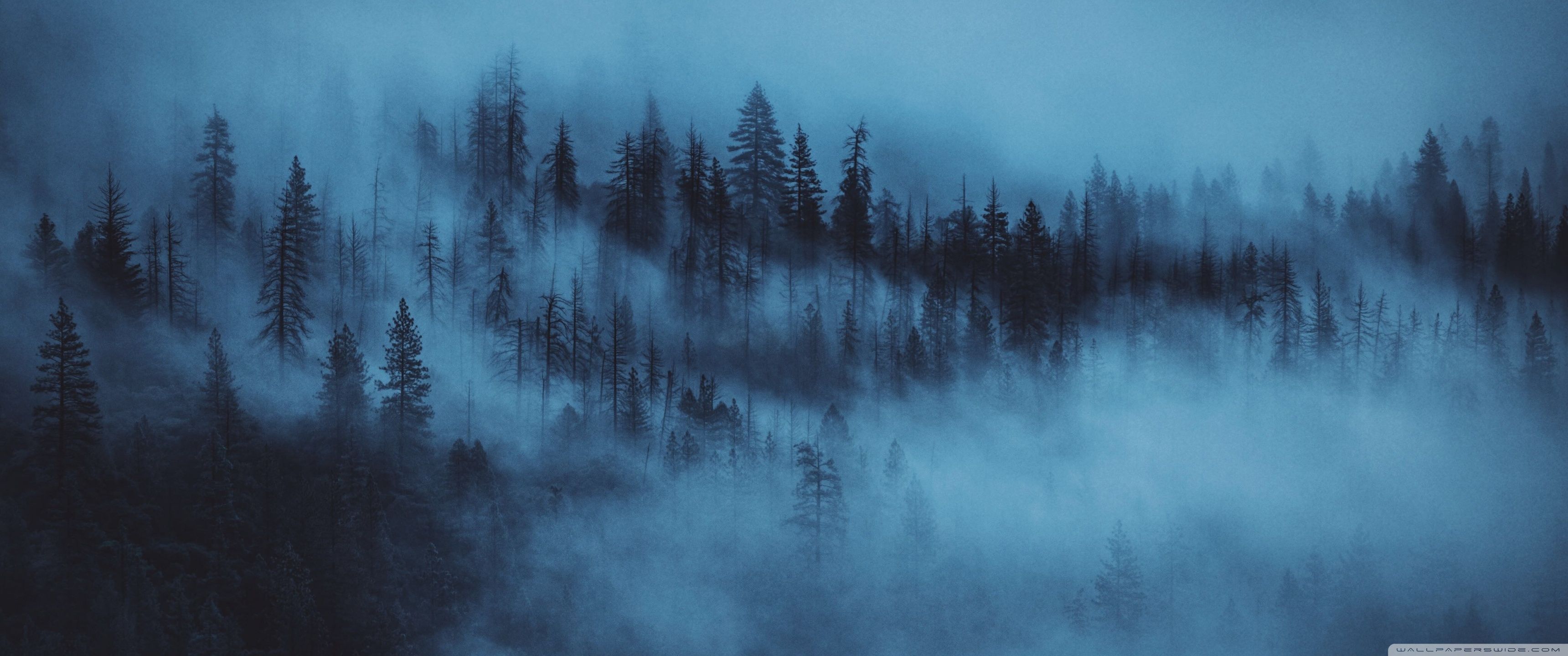 Misty forest in the night wallpaper 2560x1440 - 3440x1440