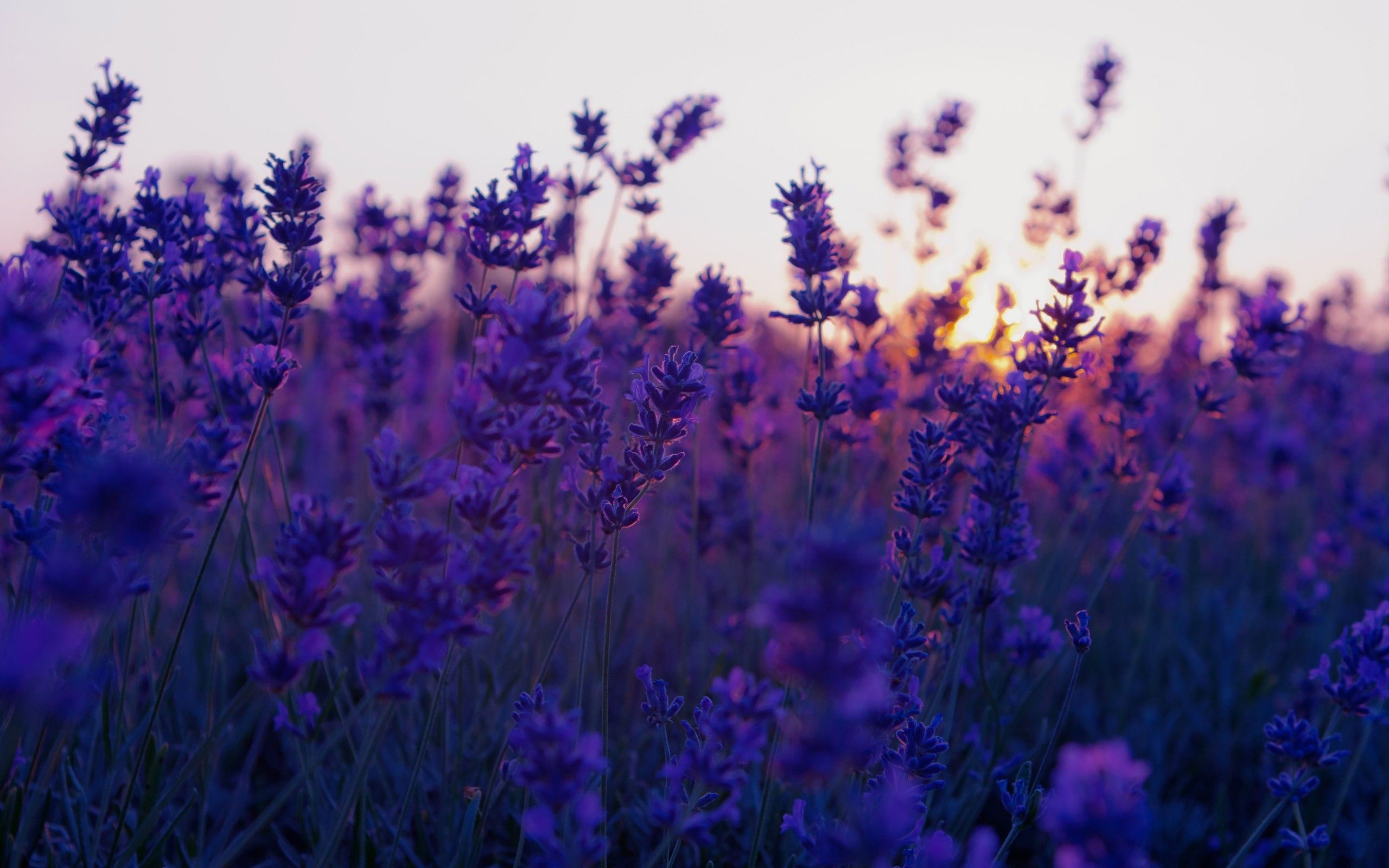 A field of lavender flowers at sunset - Chromebook