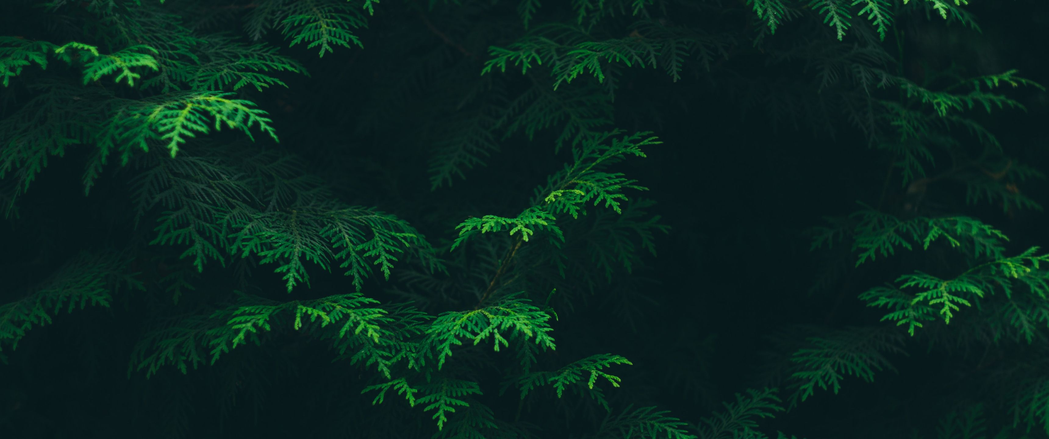 A close up of green leaves on a tree. - 3440x1440