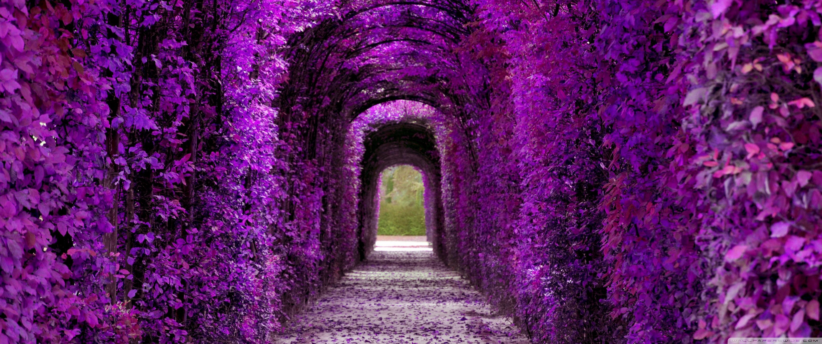 A tunnel of purple flowers wallpaper - 3440x1440