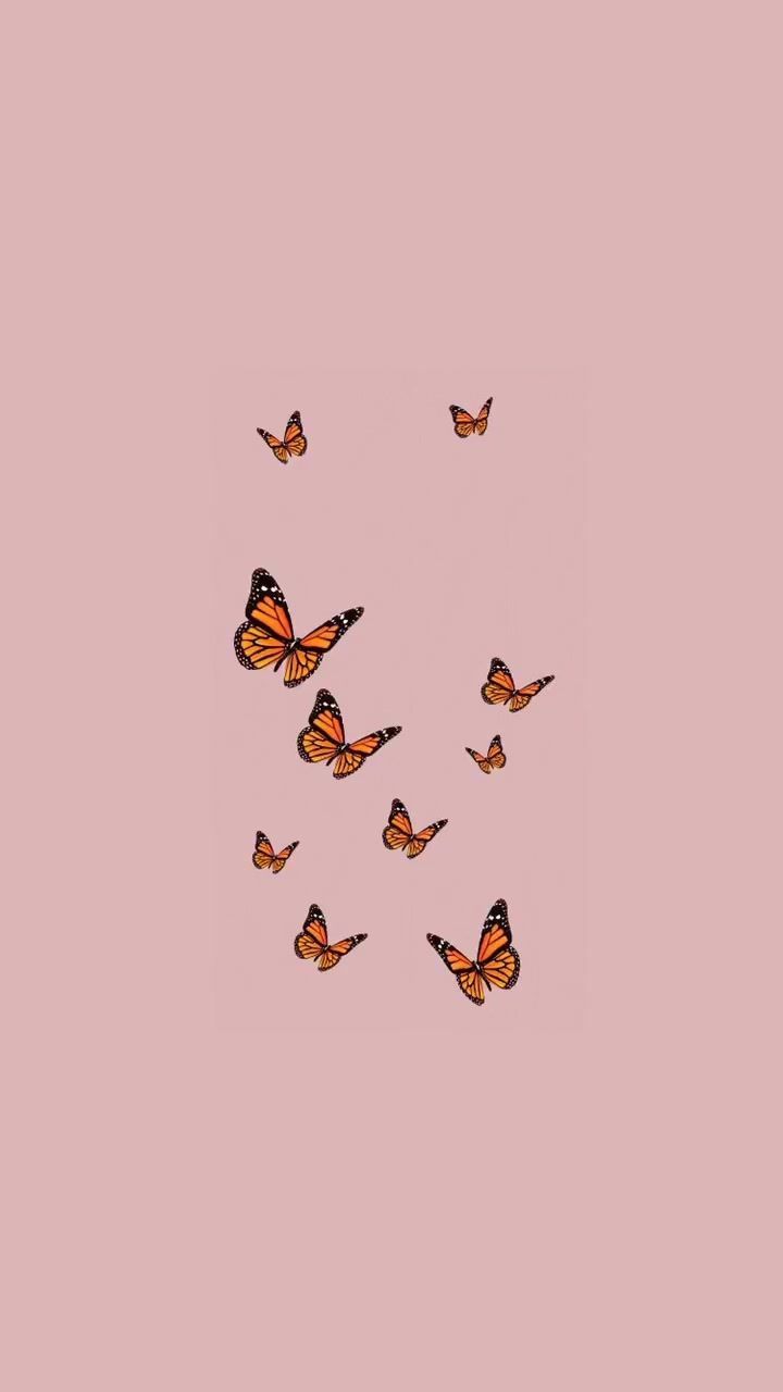 Aesthetic butterfly wallpaper for your phone or desktop background. - Profile picture, TikTok