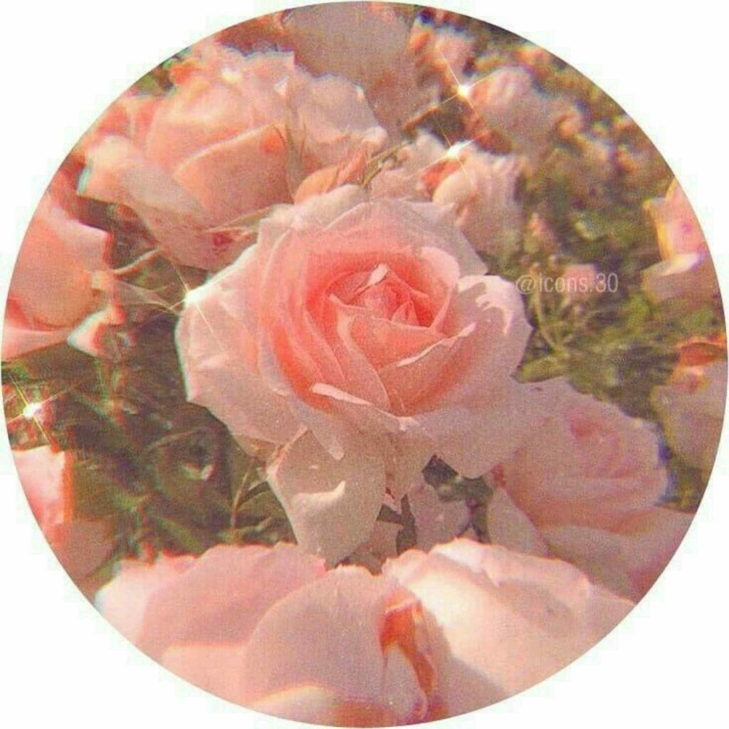 A pink rose in the center of this circular image - Profile picture