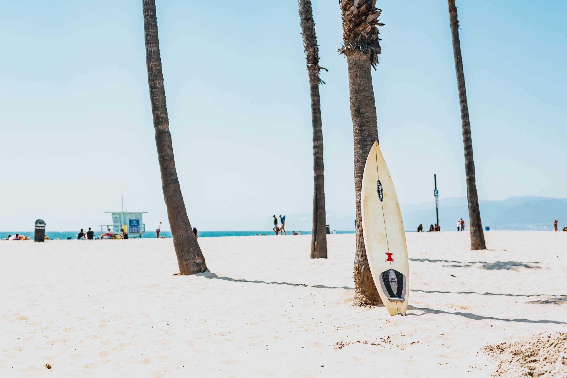 A surfboard is leaning against the side of palm trees - Beach, Florida