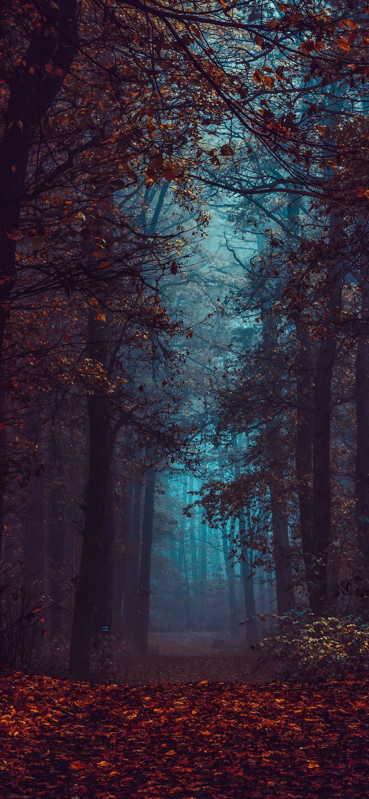 A forest with trees and leaves during a foggy day - Fall, forest, fog