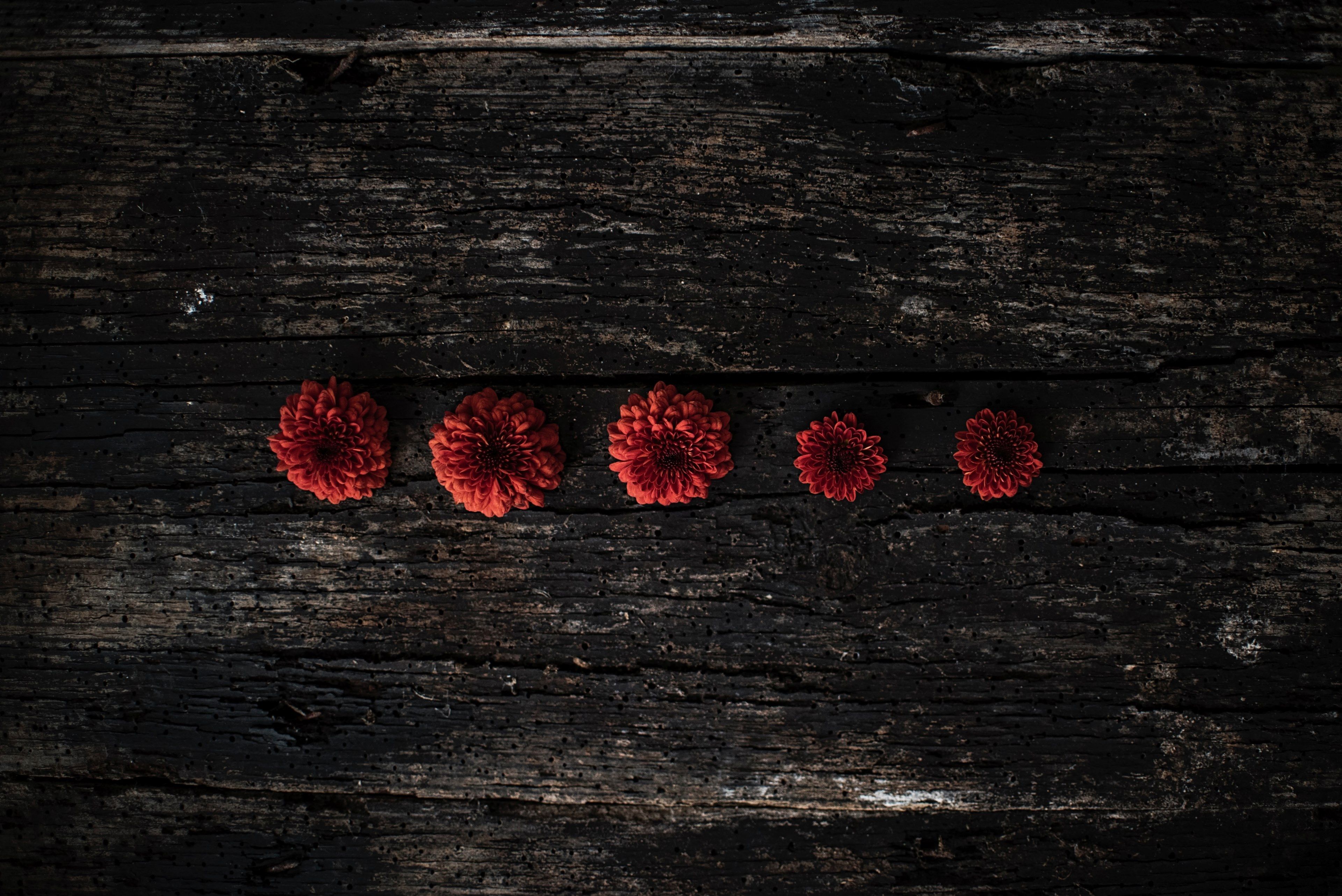 Red flowers on a wooden surface - Dark red