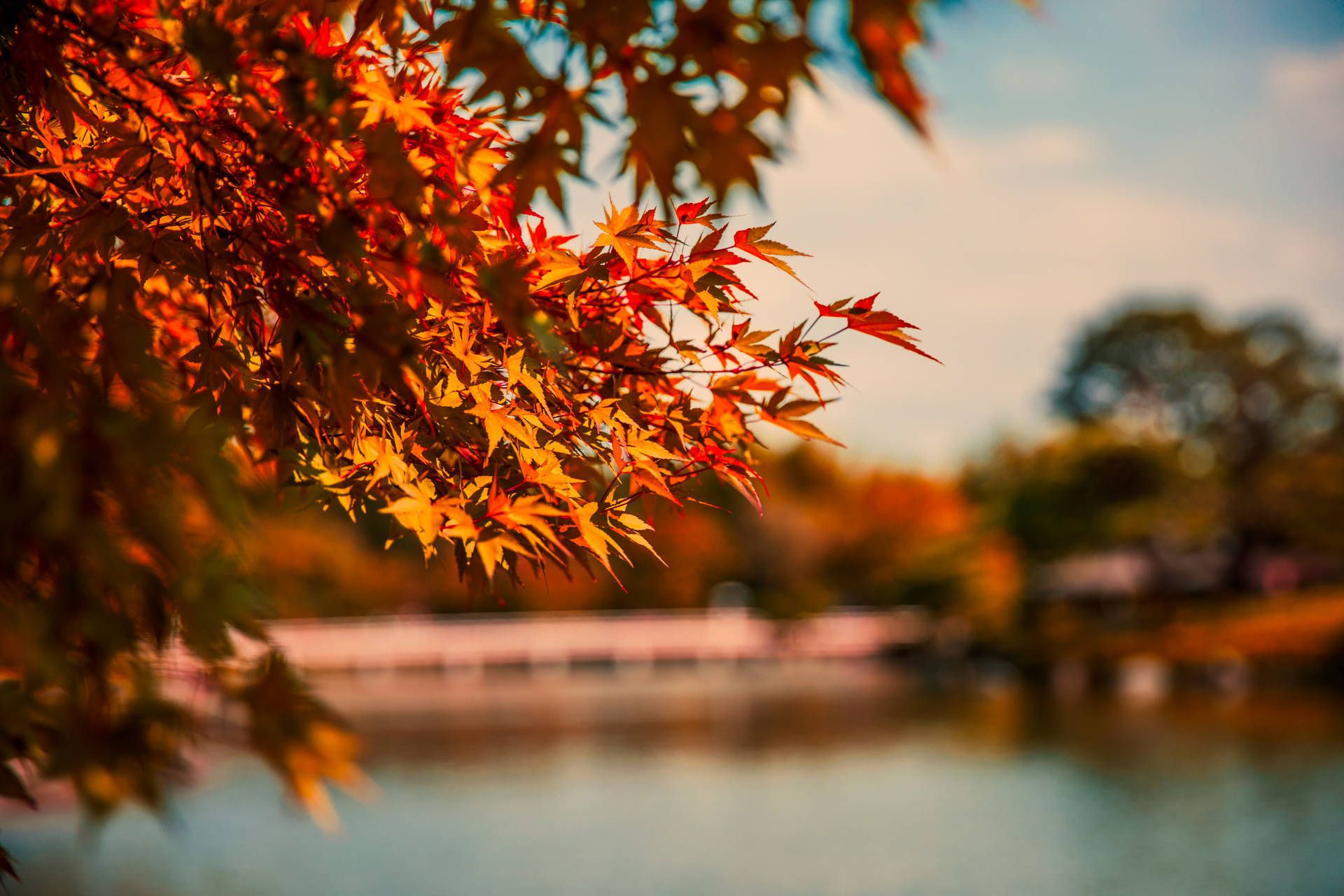 A leafy tree with red leaves overlooking the water - Fall