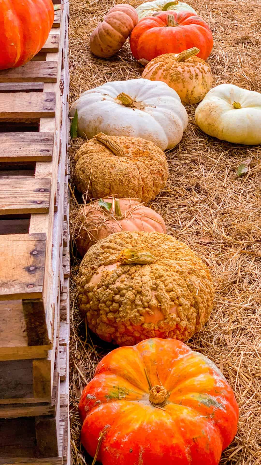 A pile of orange and white squashes - Fall