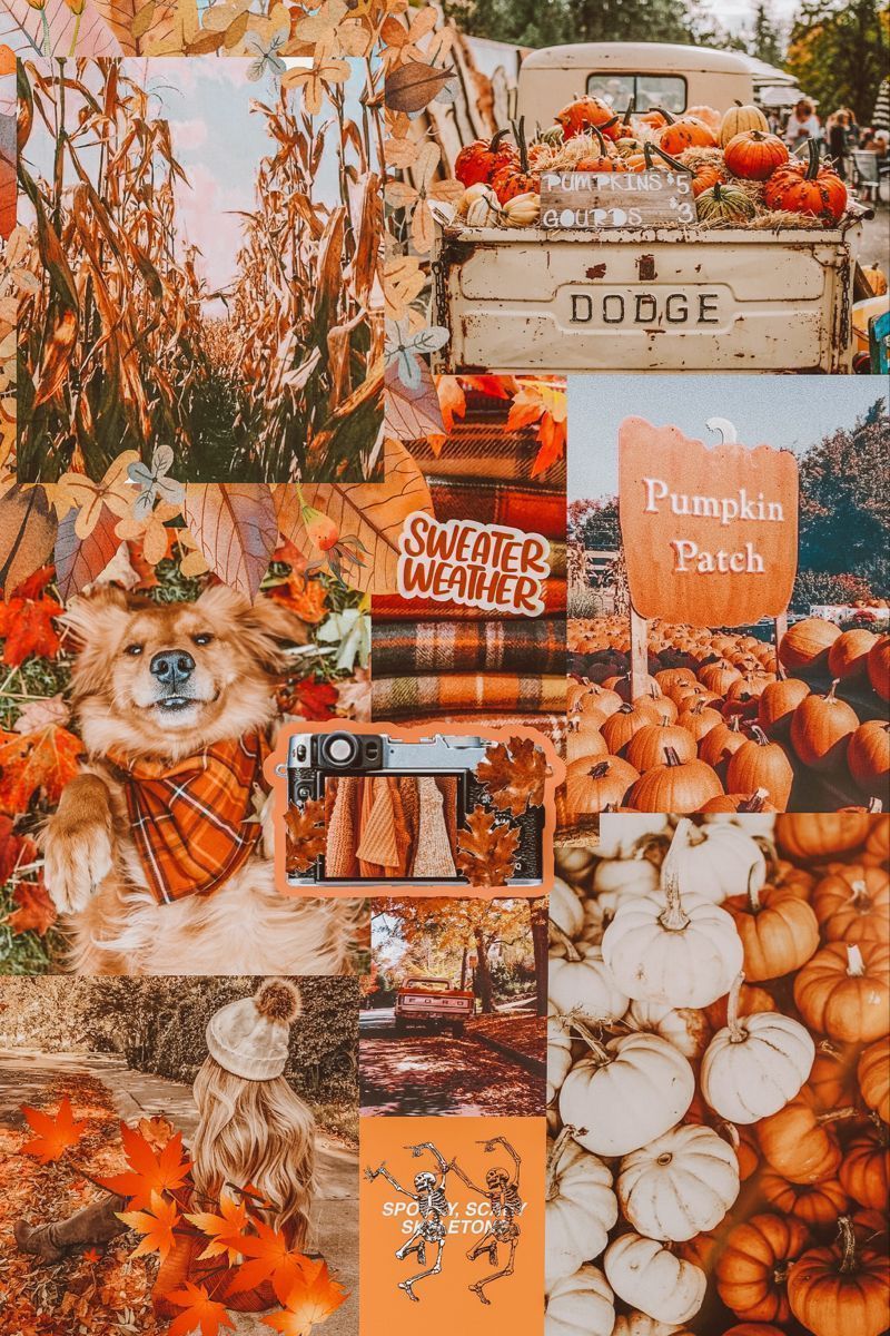 Fall aesthetic Collage. iPhone wallpaper fall, Fall wallpaper, Cute fall background
