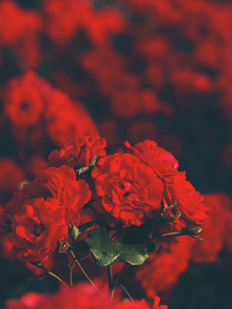 Red flowers Wallpaper 4K, Floral, Blur background, Flowers