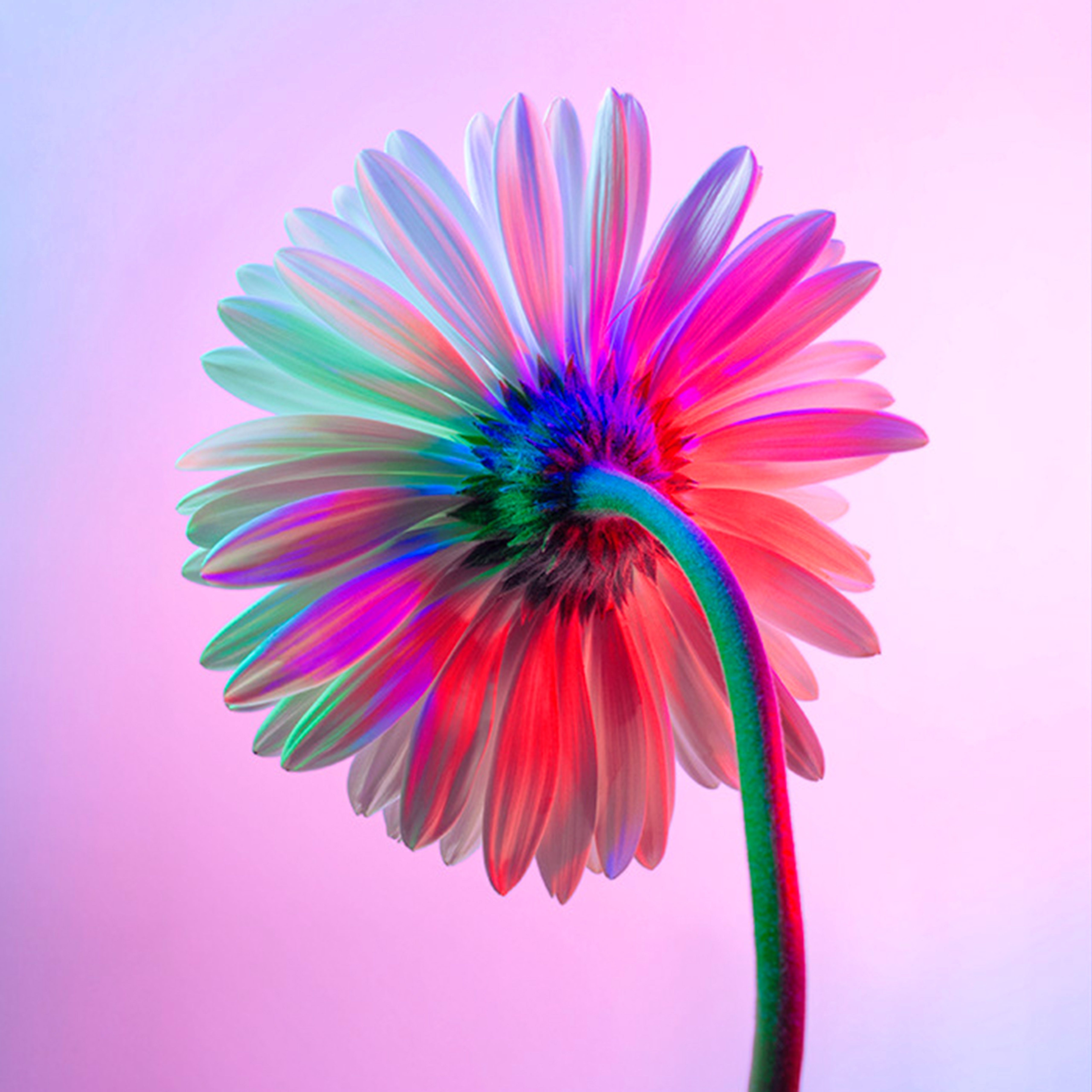 A flower with colorful petals and stem - Rainbows