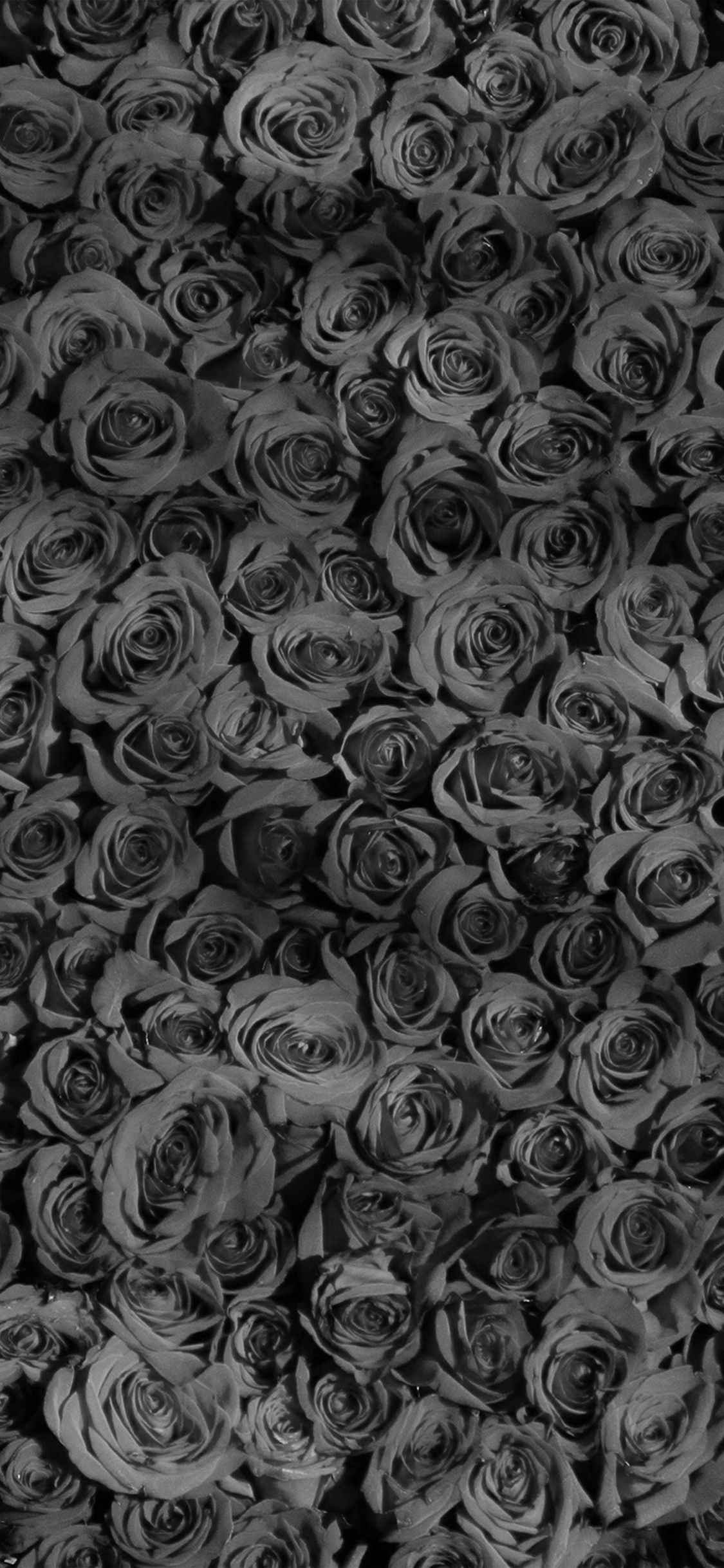 Black and white roses wallpaper for your phone or desktop. - Gothic, gray, roses