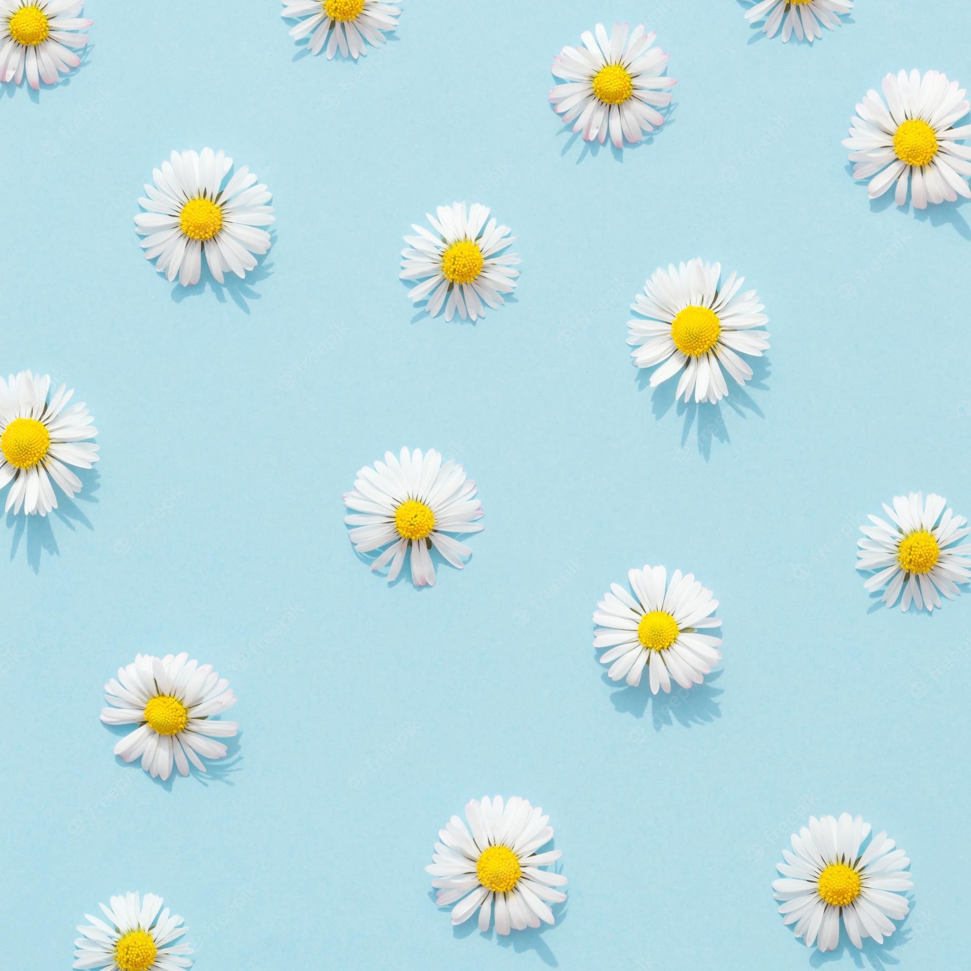 A blue background with white daisies on it - Pastel blue, pastel
