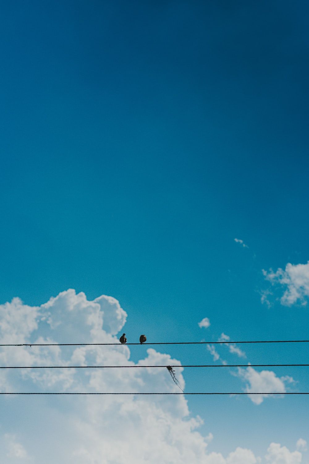 Two birds on a black wire under blue sky - Light blue, pastel blue
