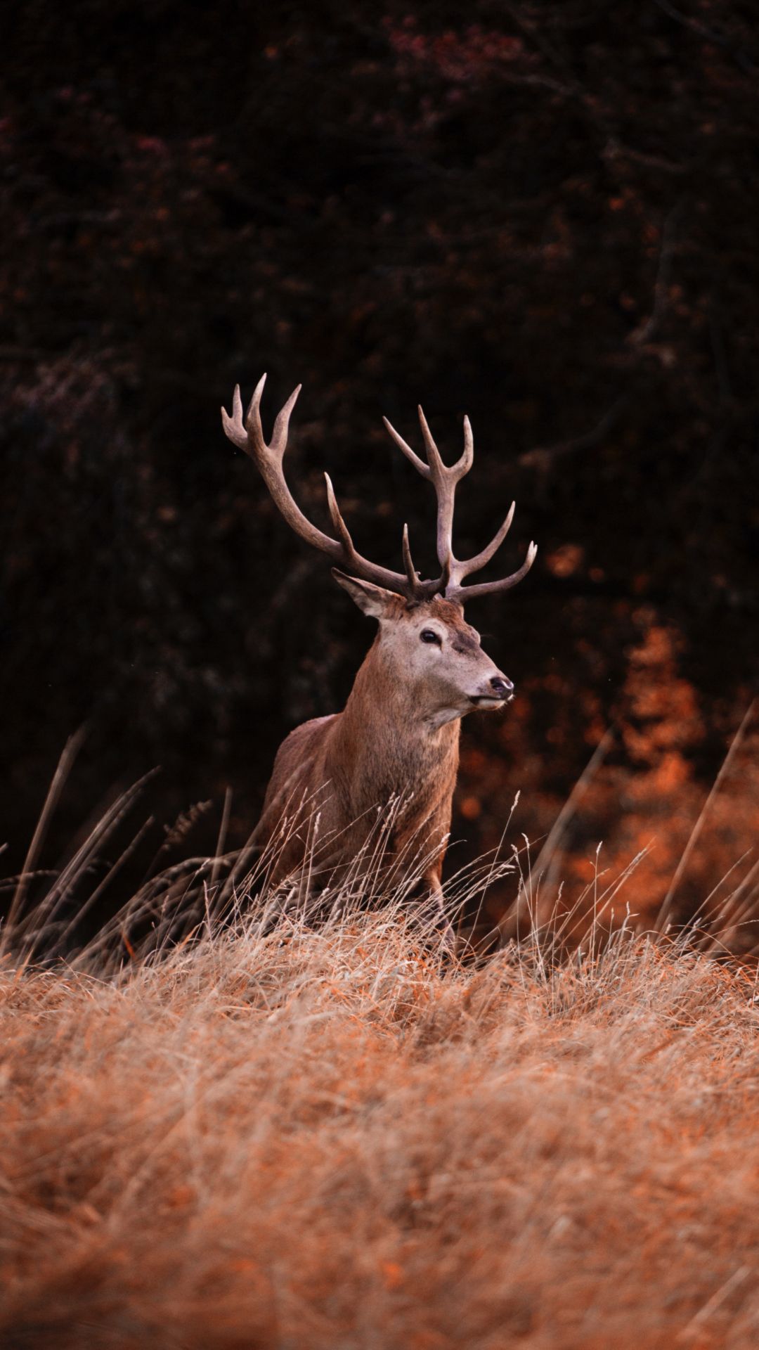 A deer with antlers in a field - Deer