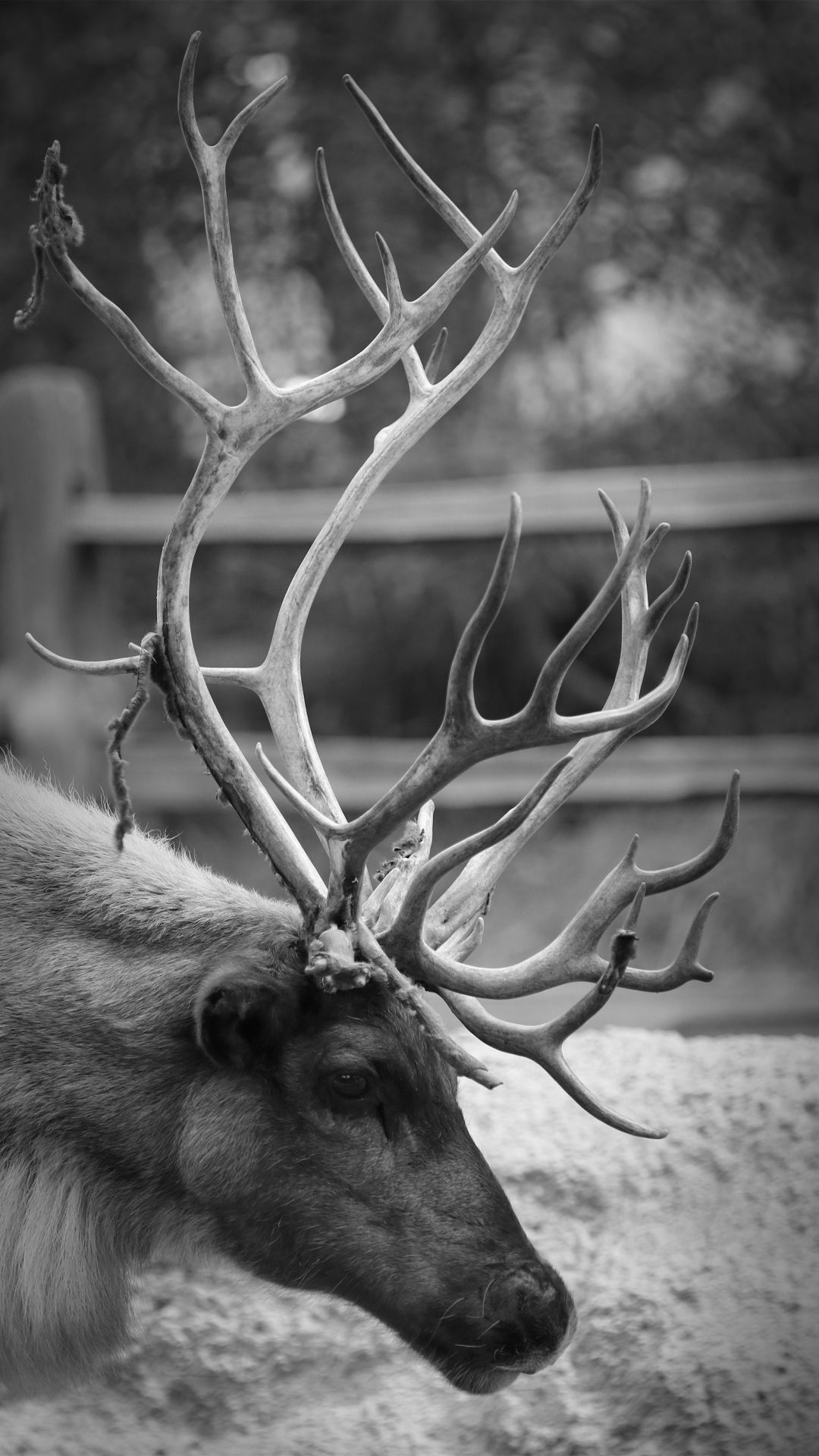 A reindeer with large antlers looks off to the side. - Deer