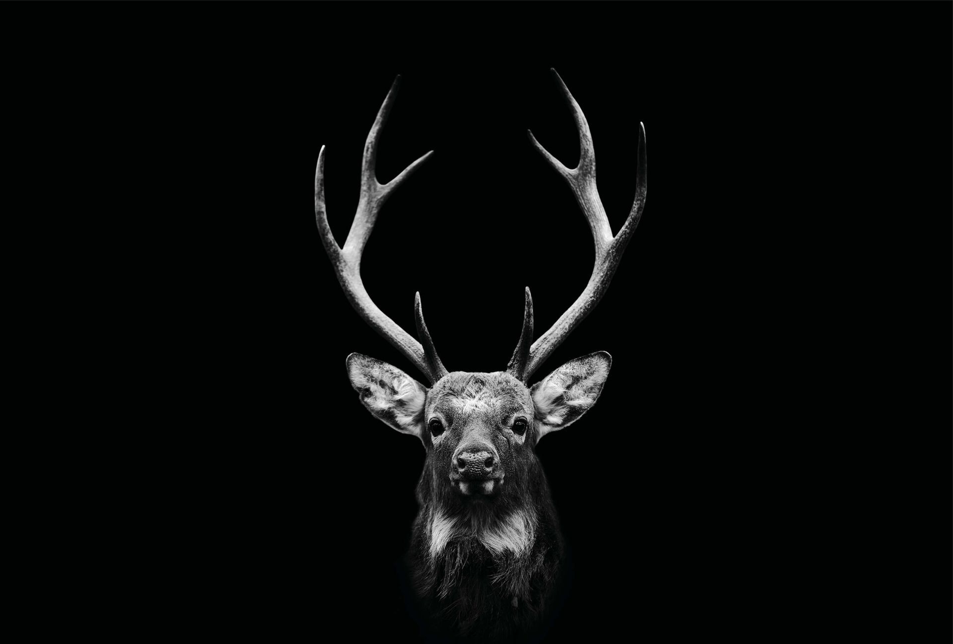 A deer with antlers in black and white. - Deer