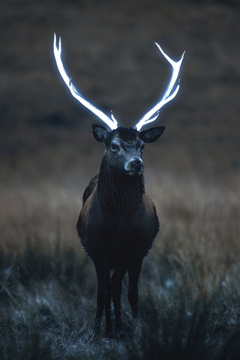 A deer with glowing antlers - Deer
