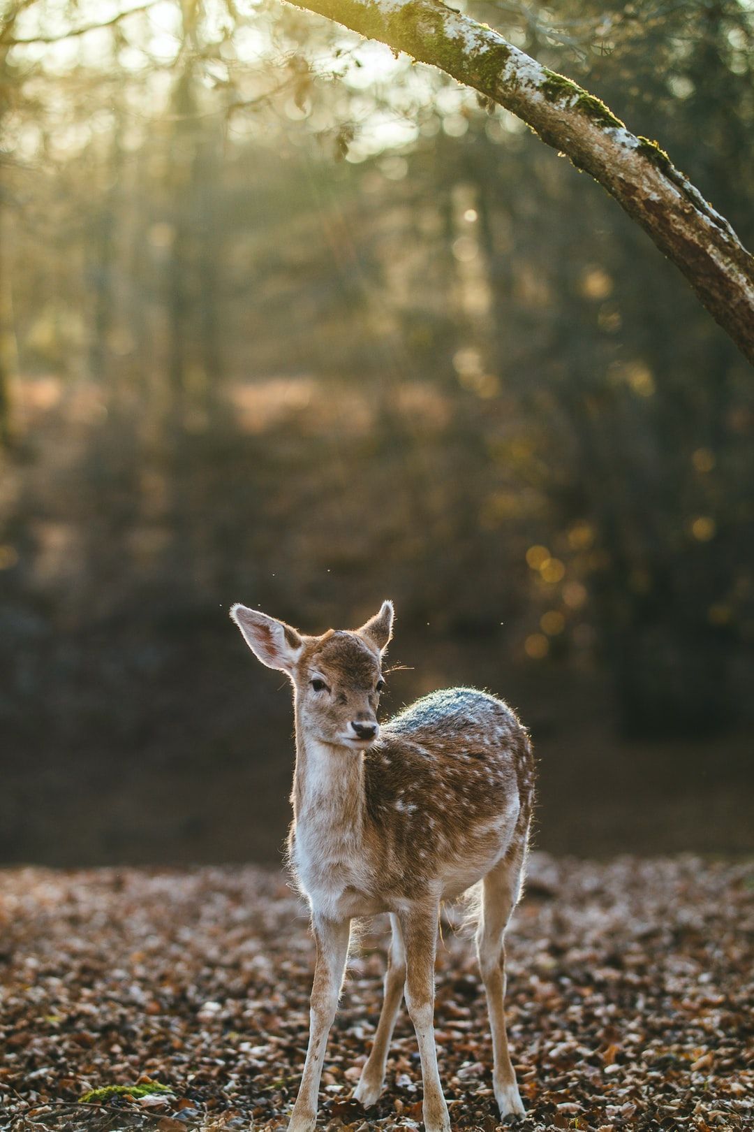 A deer standing in the woods with the sun shining through the trees behind it. - Deer