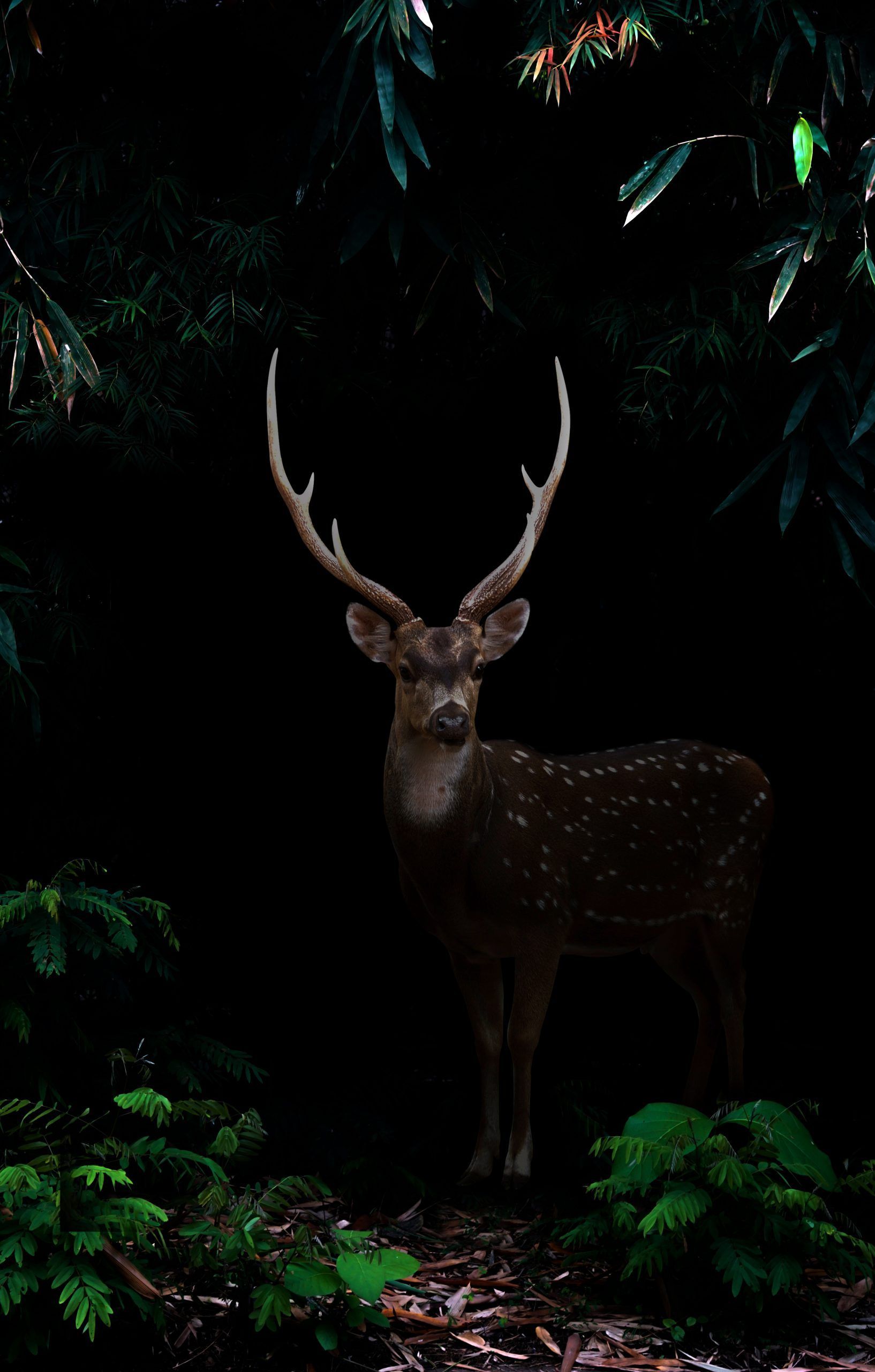 A deer with antlers standing in the forest - Deer