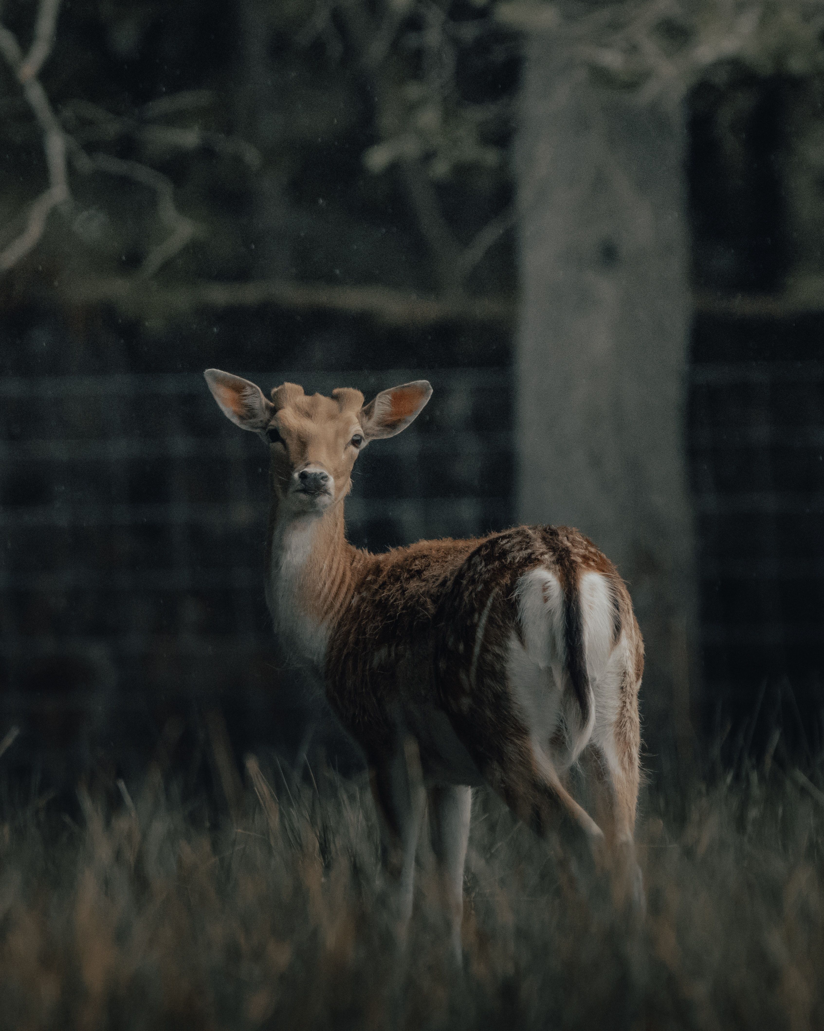 A deer standing in a grassy area with trees in the background. - Deer