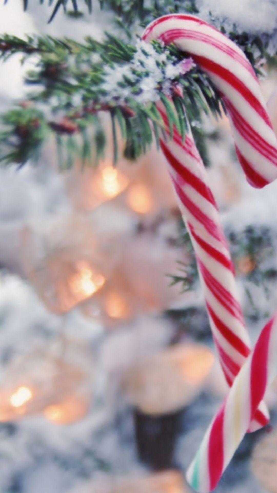 Candy cane on a snowy branch - Candy cane