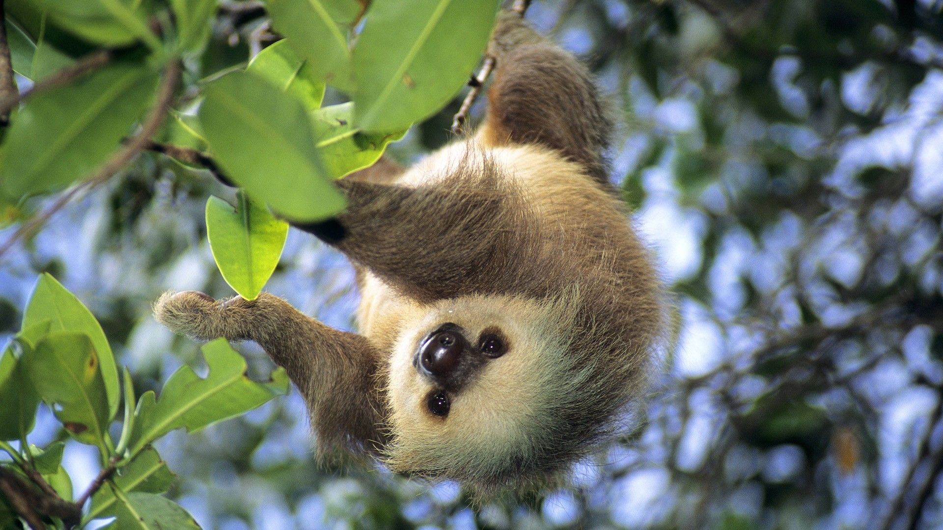 Sloth Background HD