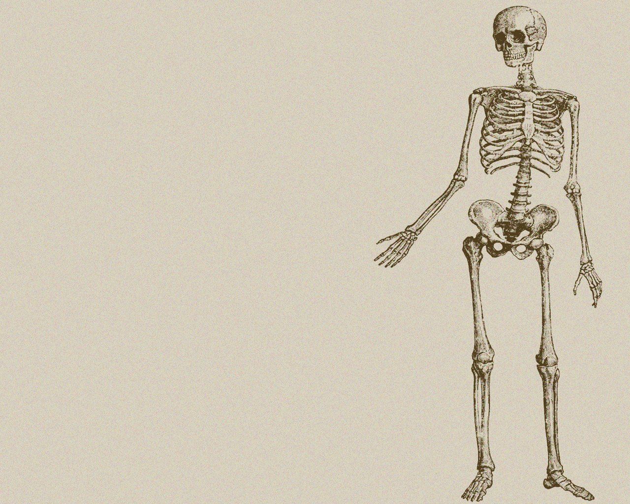 A skeleton standing upright with arms out to the side - Anatomy