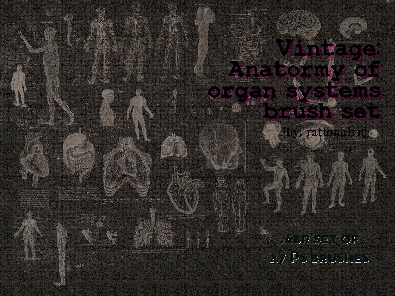 Human Anatomy Wallpaper