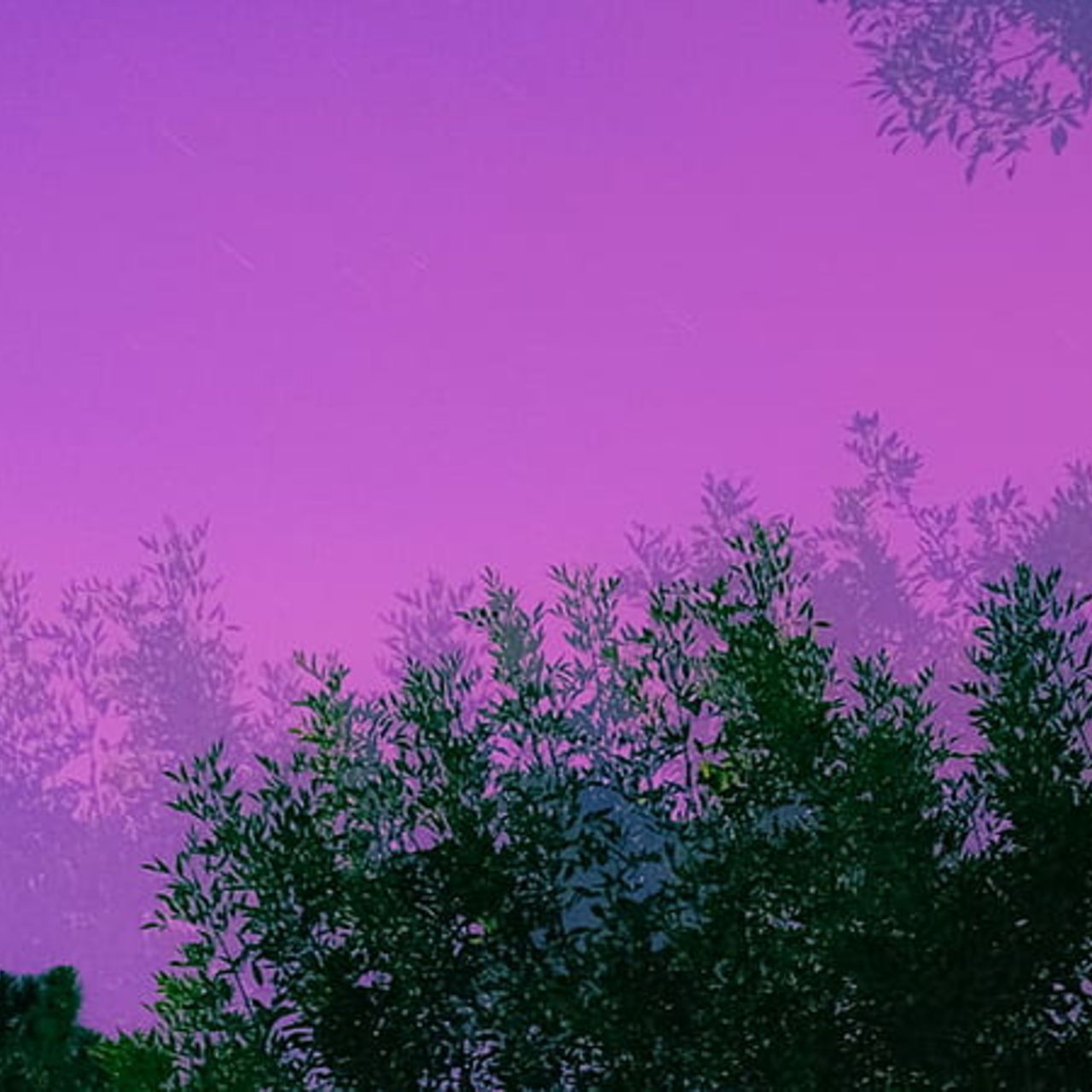 A purple sky with trees in the foreground. - Light purple