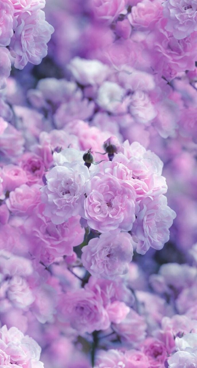 A beautiful wallpaper of pink roses - Light purple