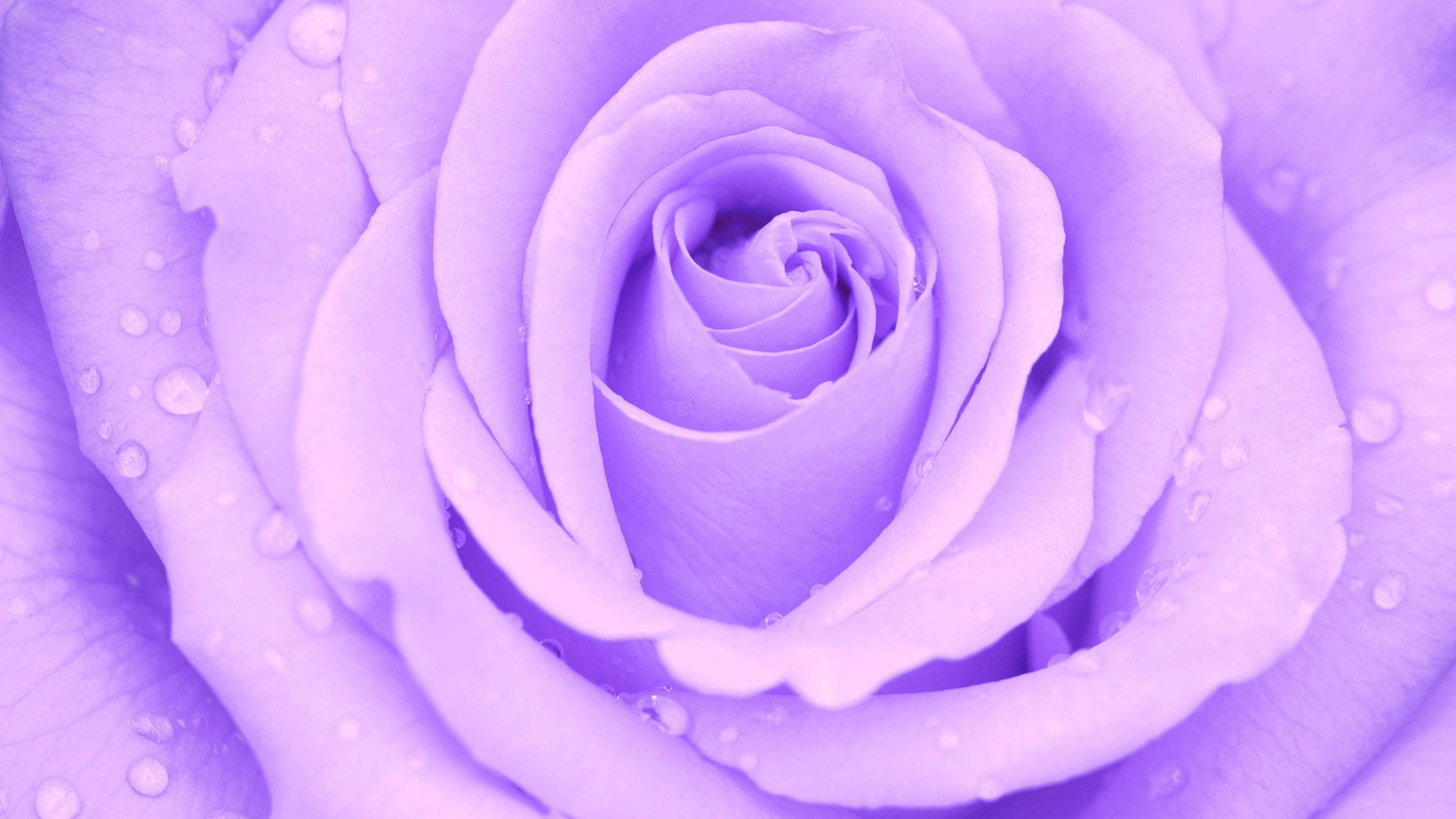 A close up of a purple rose with water droplets on it - Light purple