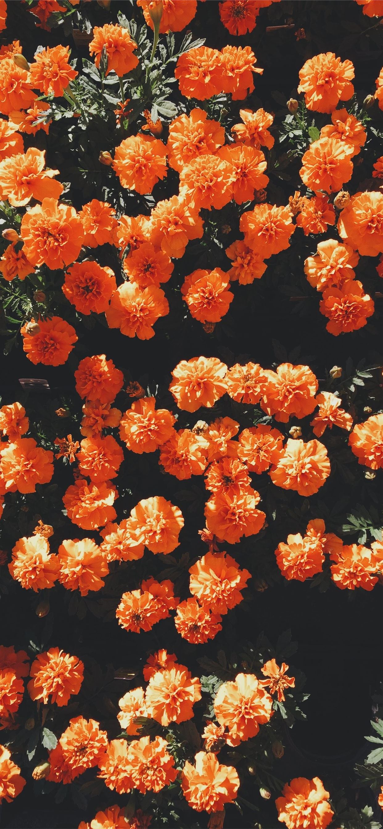 IPhone wallpaper of orange flowers against a black background - Orange