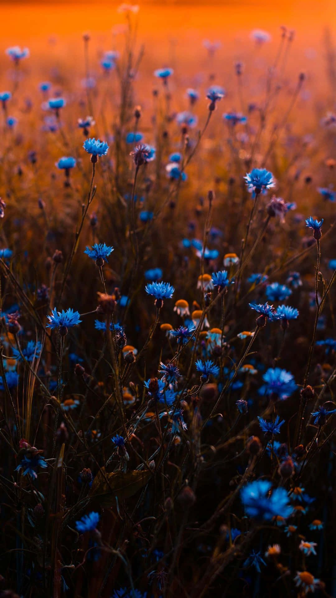 A field of flowers with the sun setting in background - Flower