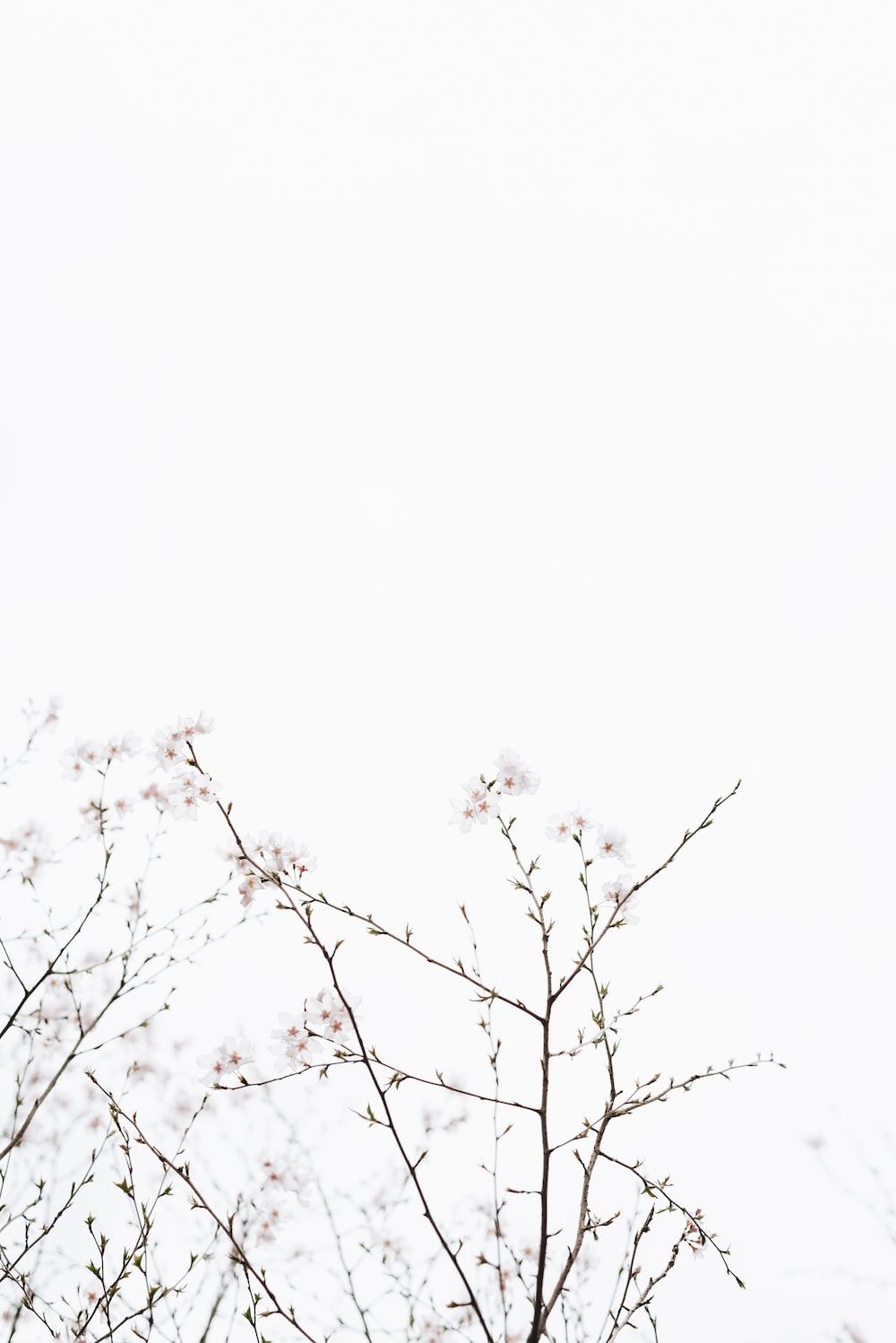 A white and light pink aesthetic wallpaper with a branch of cherry blossoms - White, cute white, cherry blossom