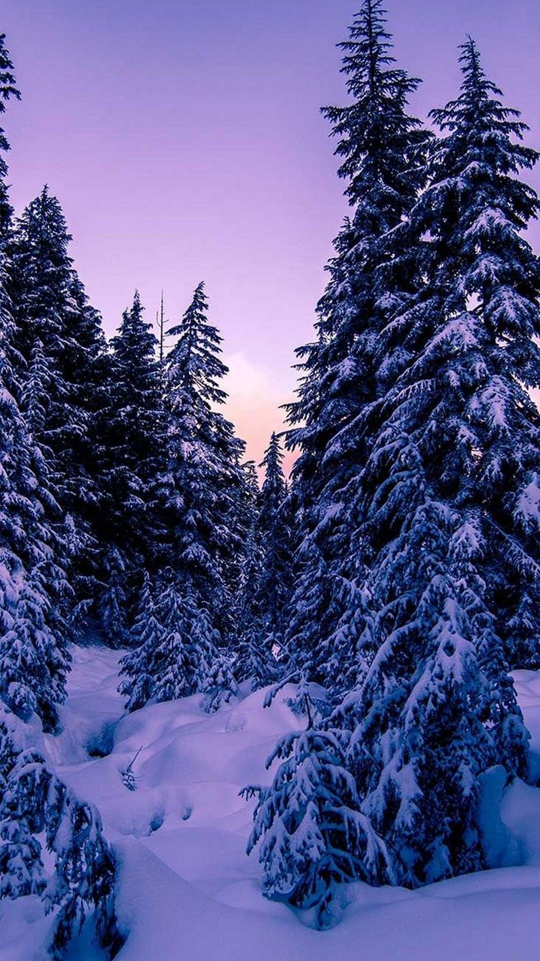 A snow covered forest with trees and pine - Winter, snow