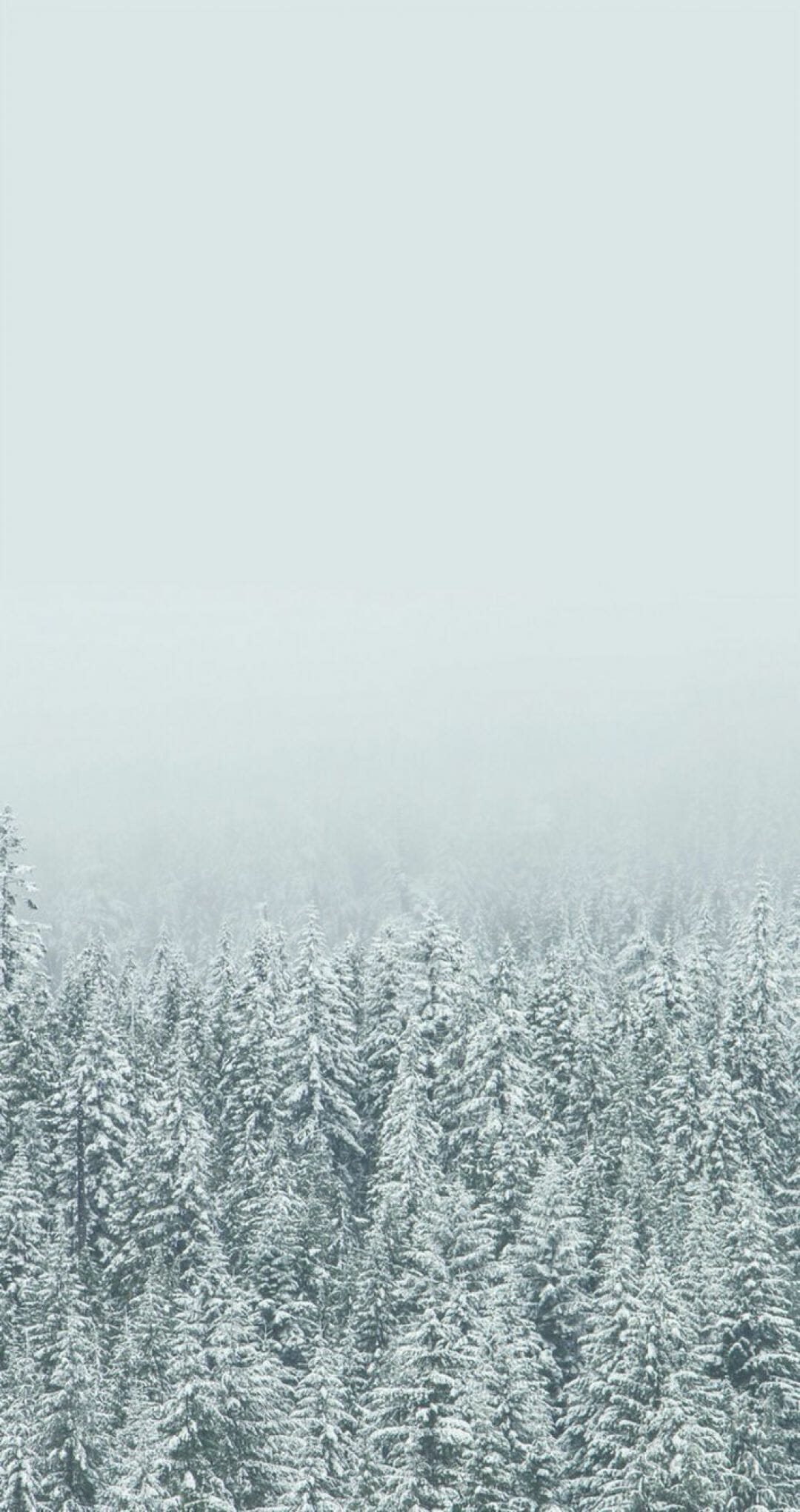 A snow covered forest with some trees - Winter, snow
