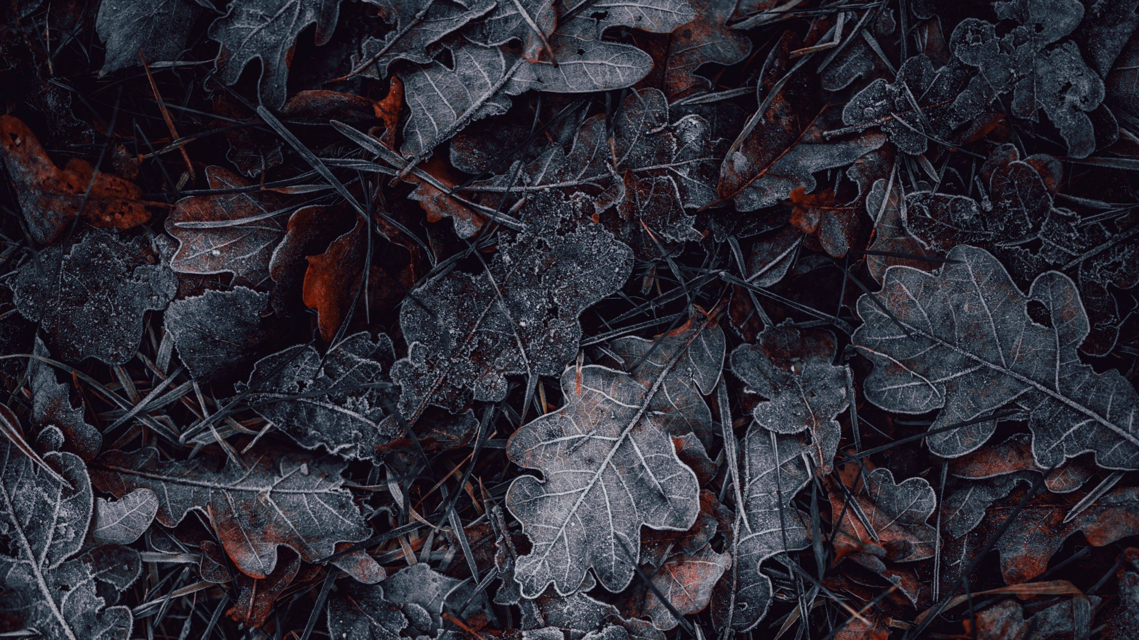 A dark and moody image of frosty leaves on the ground. - Winter, leaves