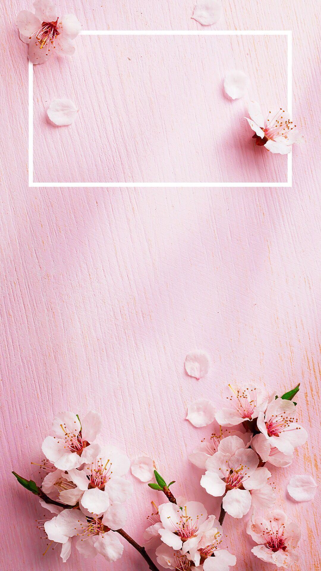 Aesthetic phone background with a white frame and cherry blossoms - Spring, rose gold