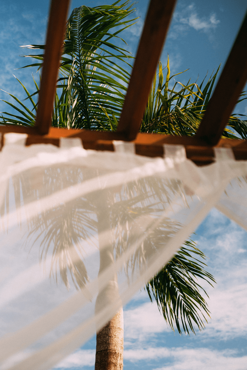 A palm tree is seen through a canopy with white curtains. - Summer