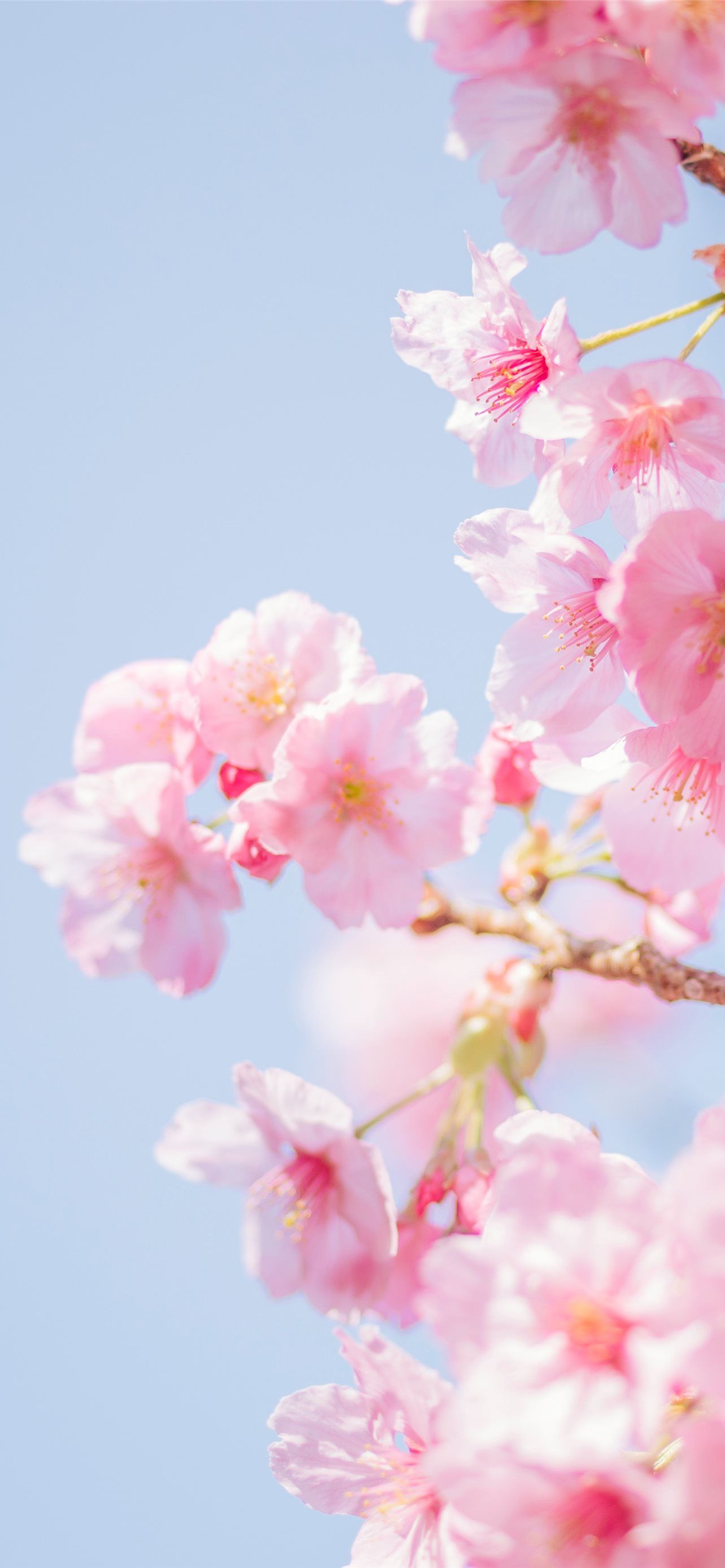 A branch of cherry blossoms against a blue sky - Spring