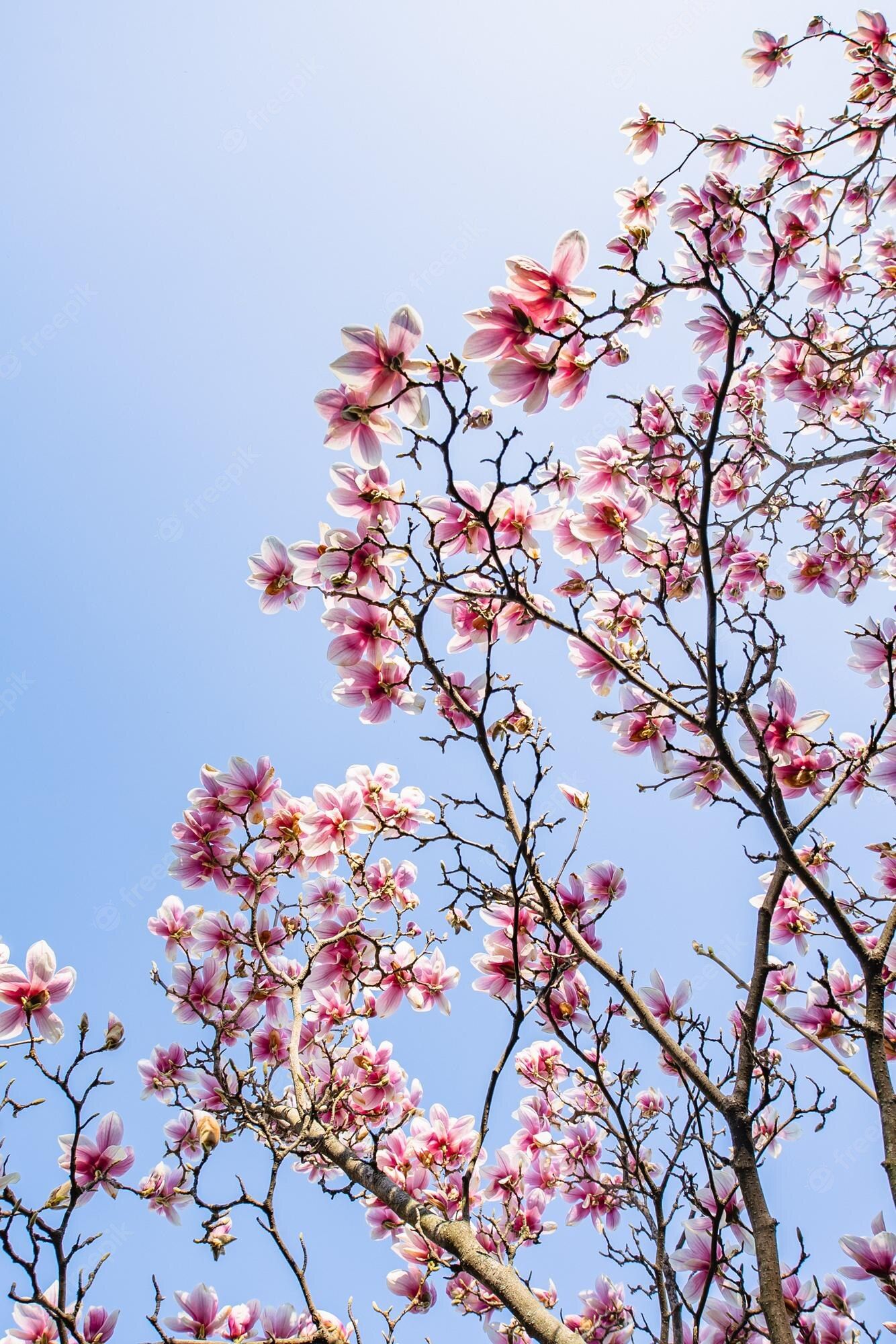 A tree with pink flowers in the sky - Spring