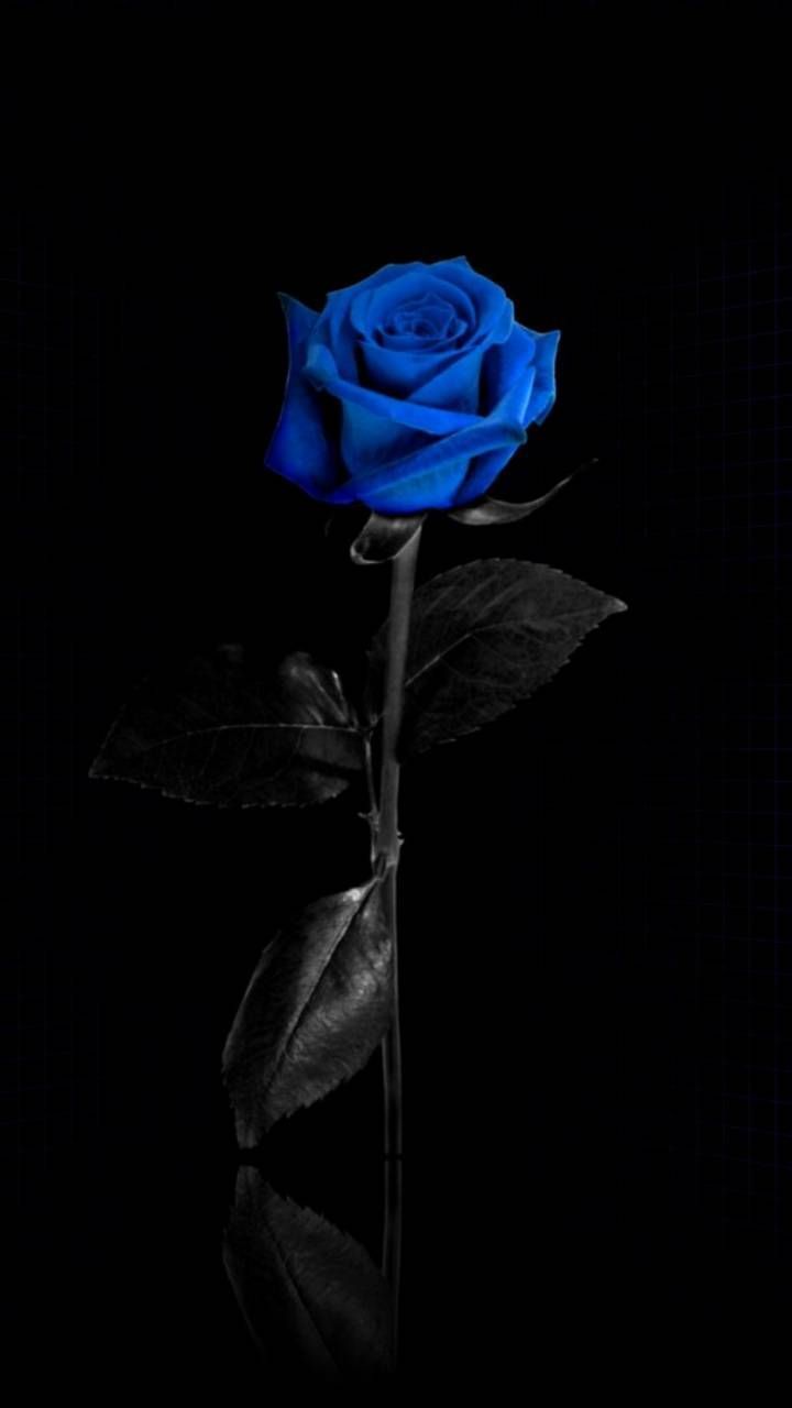 A blue rose is shown in the dark - Dark blue