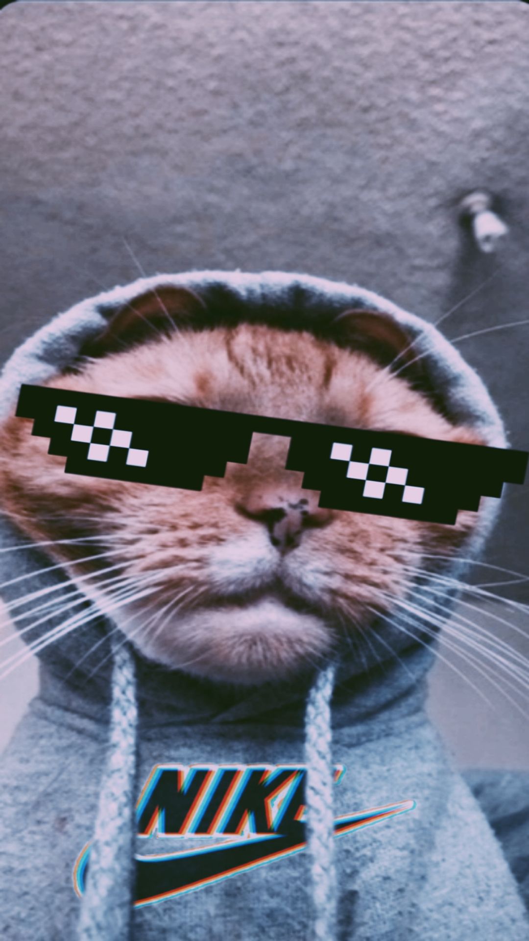 A cat wearing sunglasses and sitting in front of the camera - Cat, funny