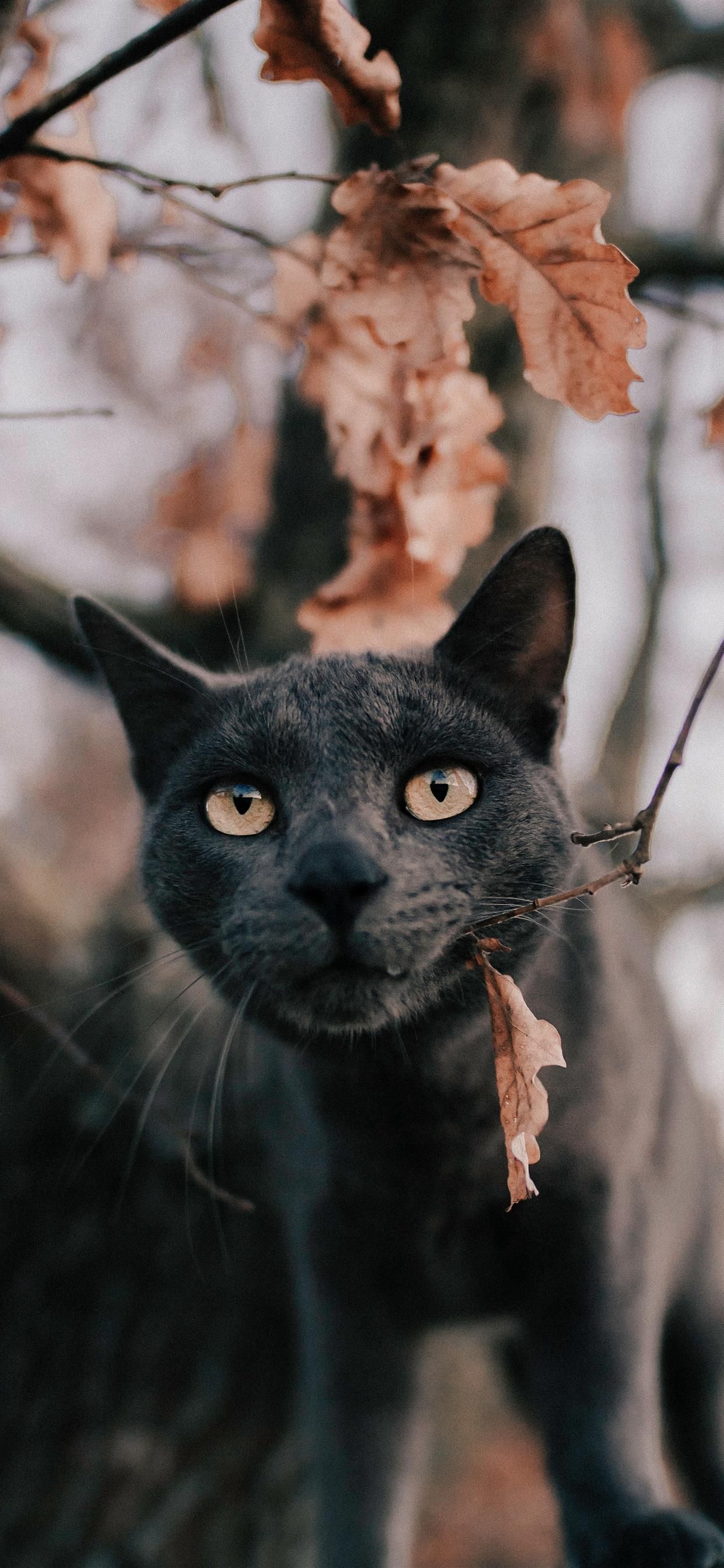 Russian blue cat under tree iPhone X Wallpaper Free Download